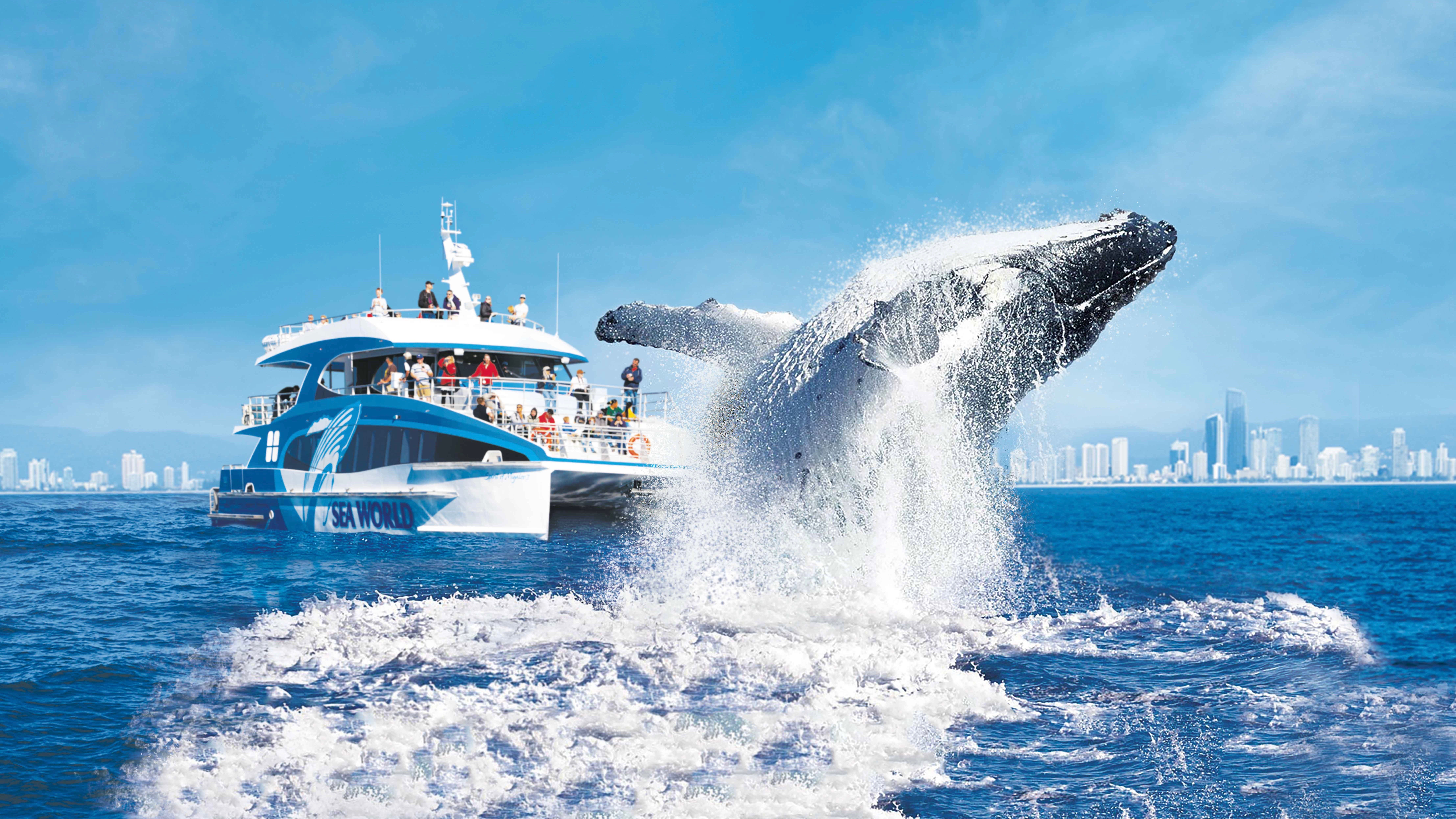 Gold Coast Whale Watching Cruise with Live Hydrophones