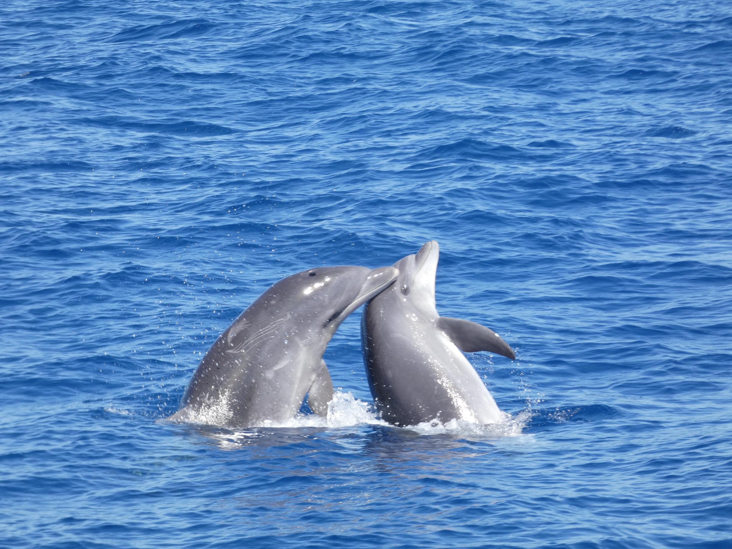 Tenerife Eco-Friendly Whale & Dolphin Catamaran Safari