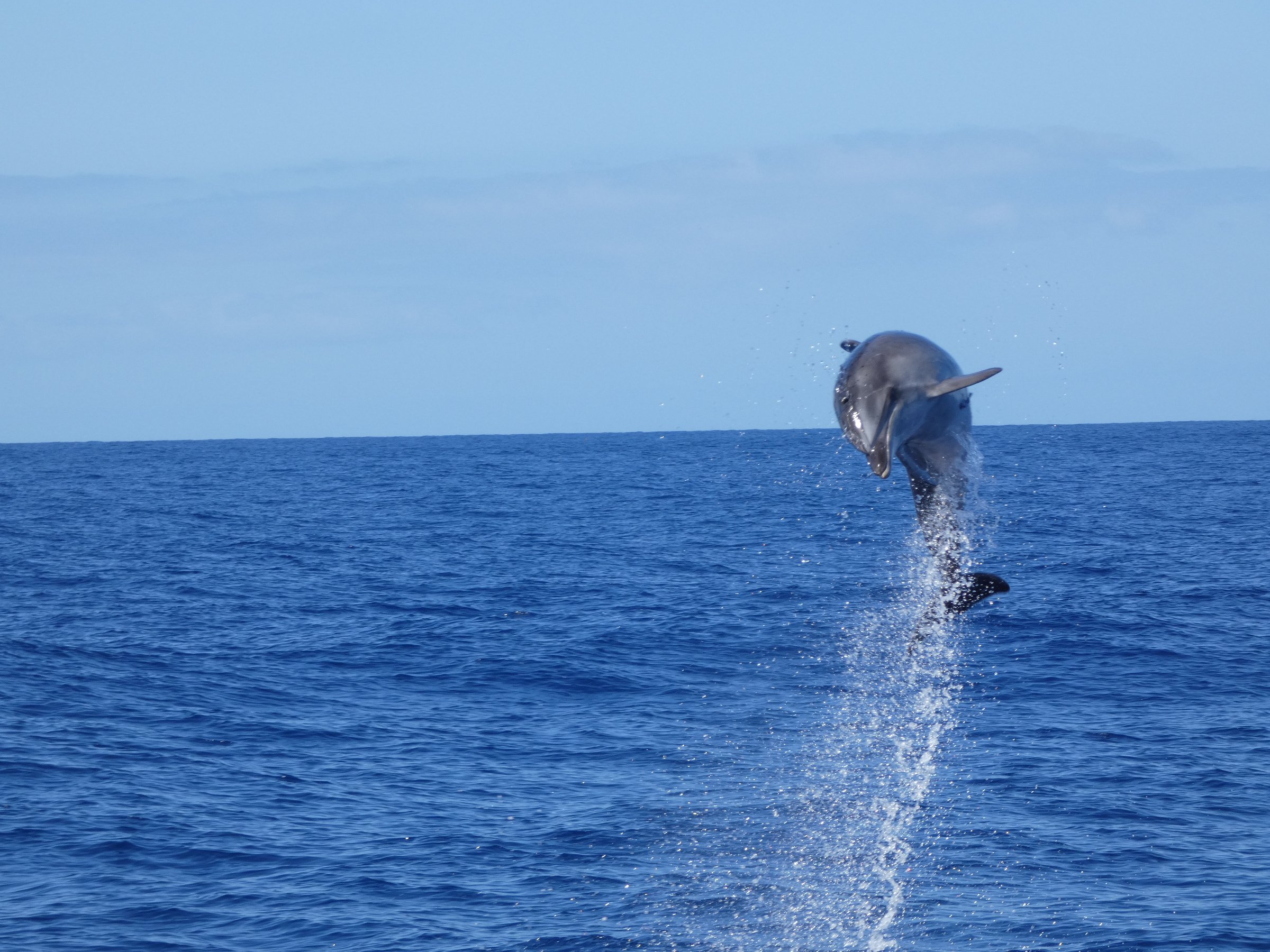 Tenerife Eco-Friendly Whale & Dolphin Catamaran Safari