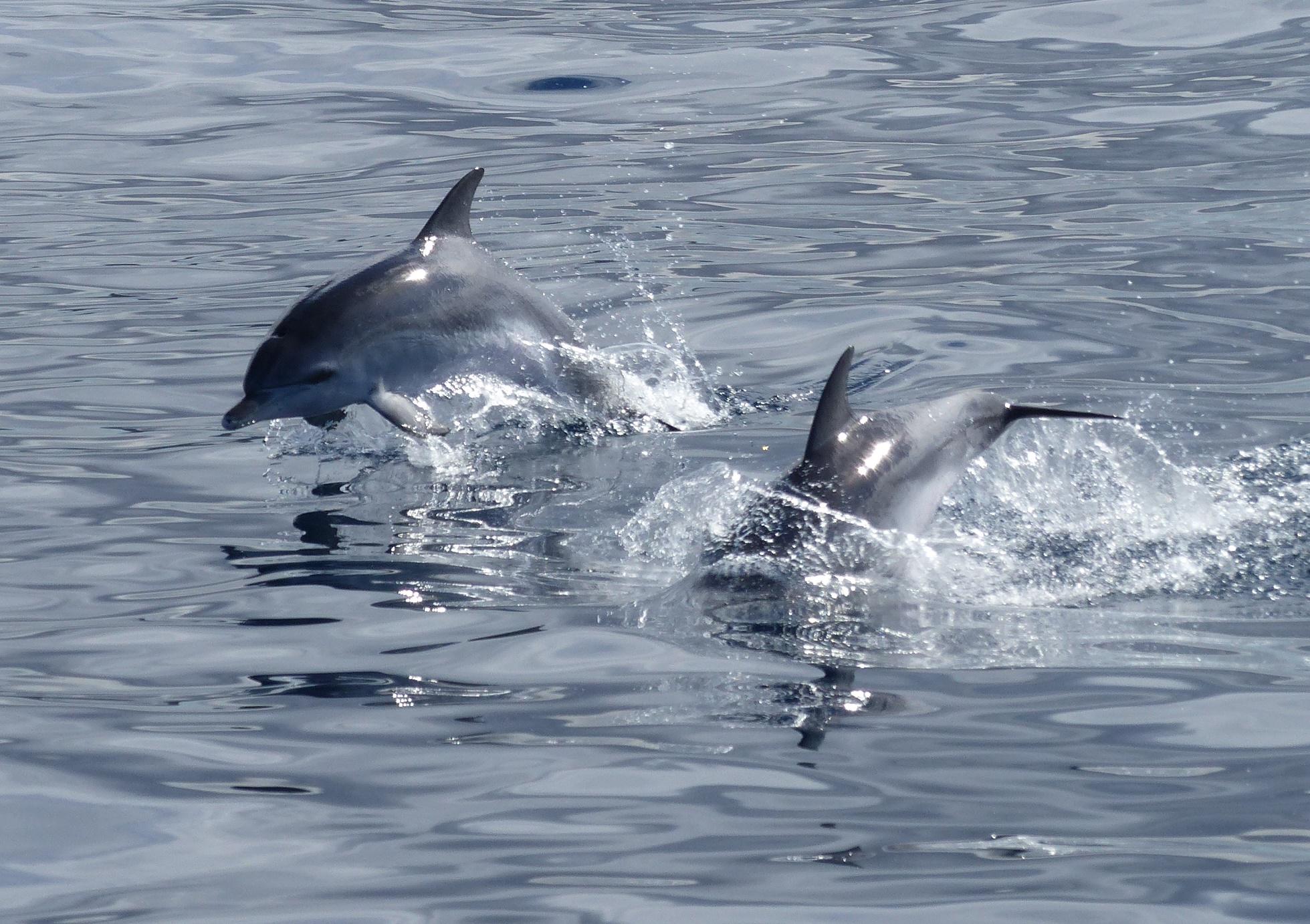 Tenerife Eco-Friendly Whale & Dolphin Catamaran Safari
