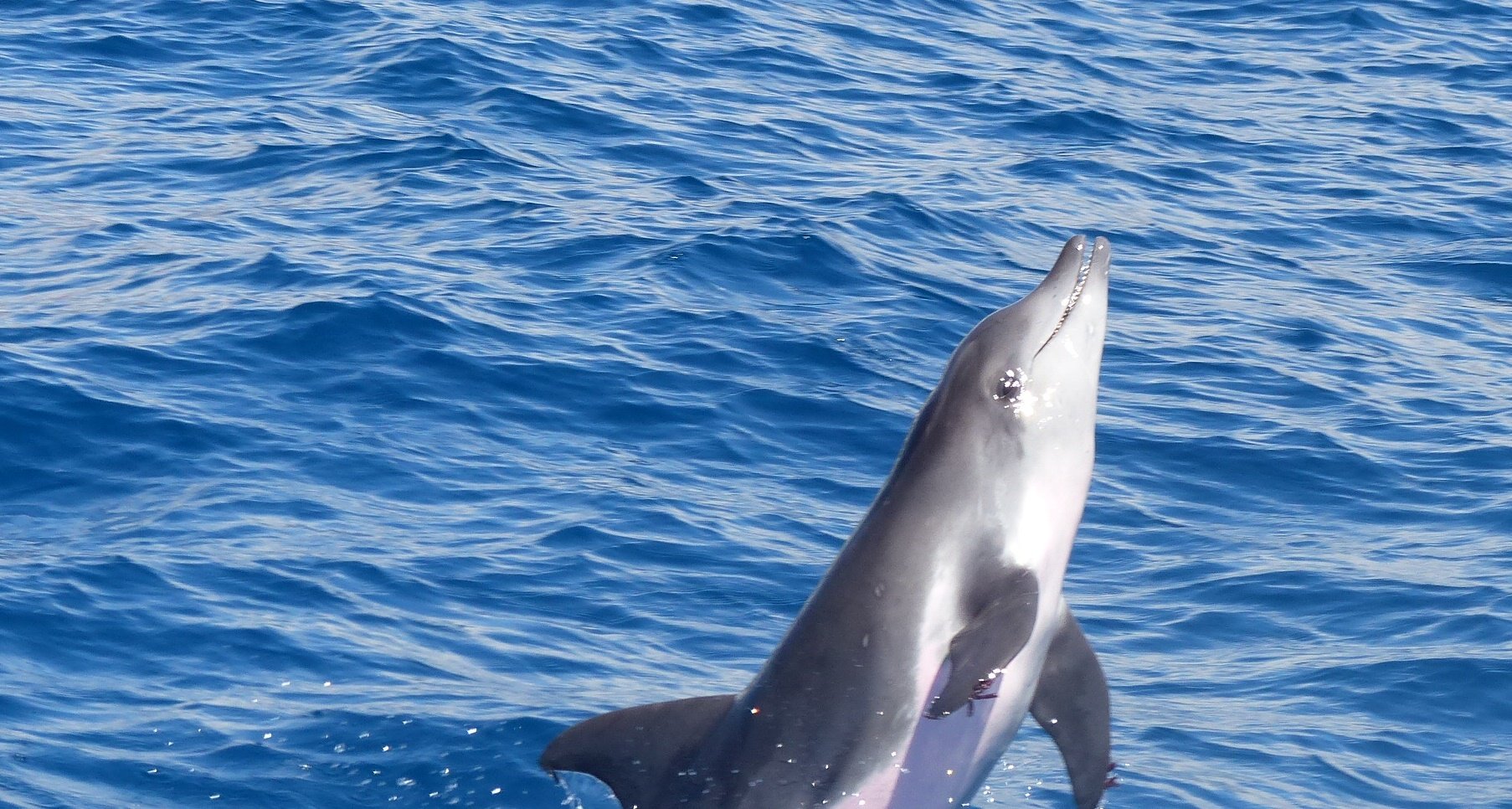 Tenerife Eco-Friendly Whale & Dolphin Catamaran Safari