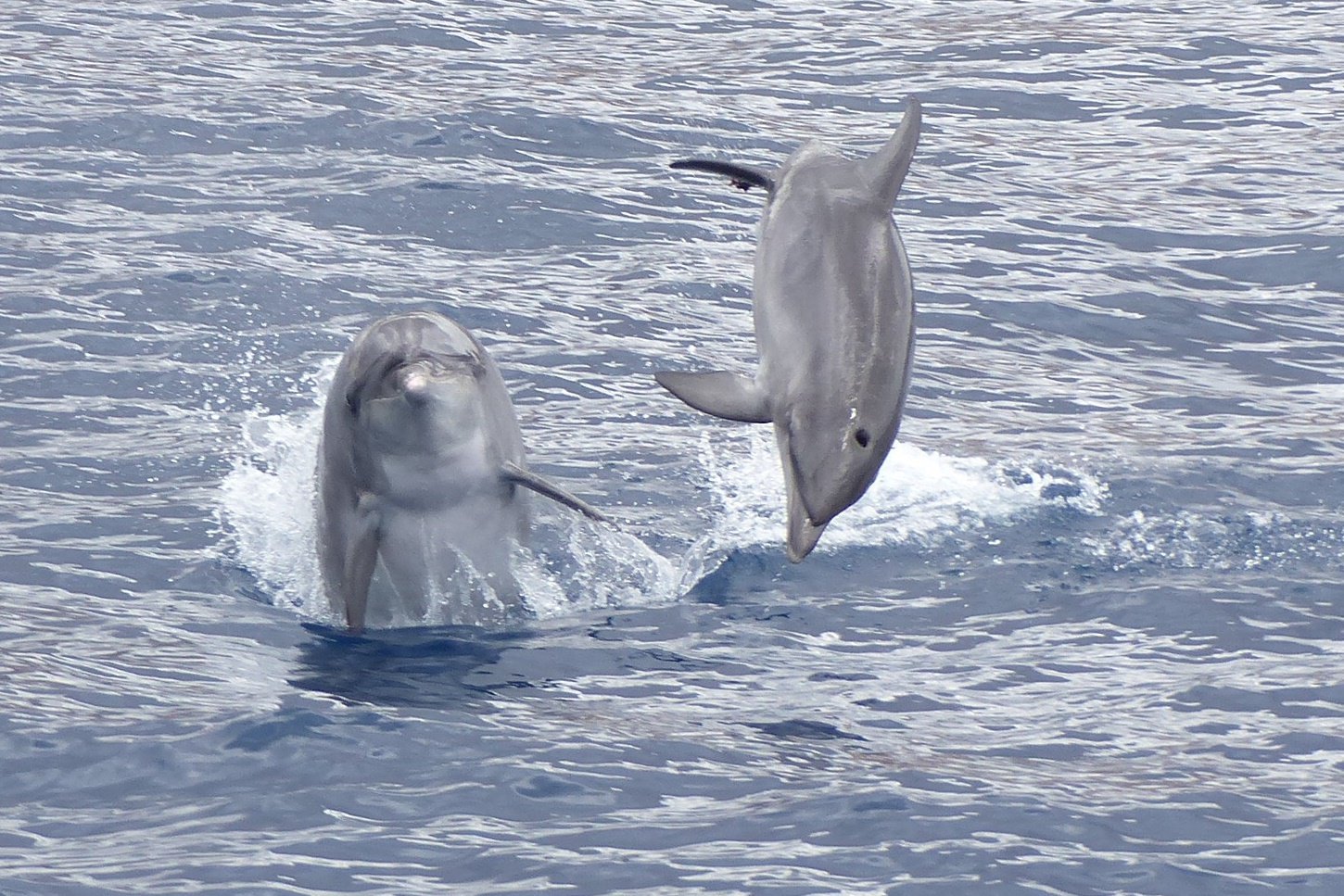 Tenerife Eco-Friendly Whale & Dolphin Catamaran Safari