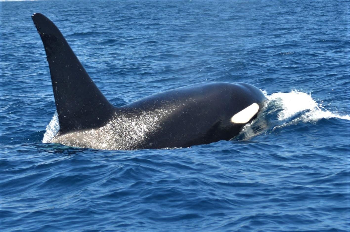 Tenerife Eco-Friendly Whale & Dolphin Catamaran Safari