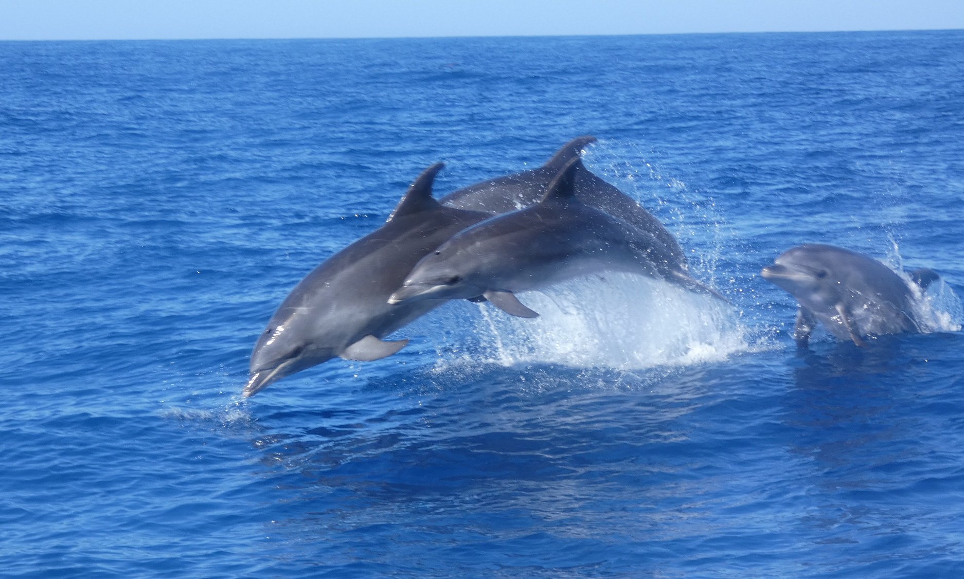 Tenerife Eco-Friendly Whale & Dolphin Catamaran Safari