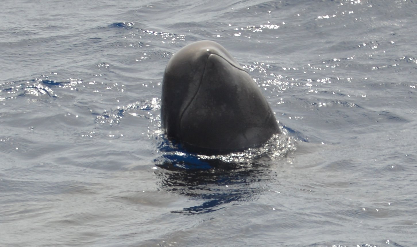 Tenerife Eco-Friendly Whale & Dolphin Catamaran Safari