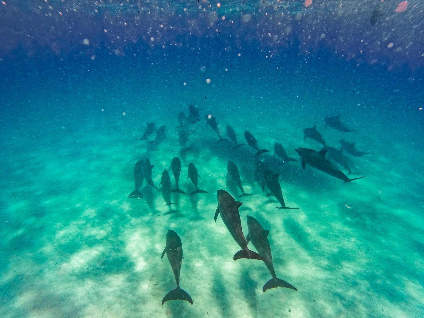 Kizimkazi Dolphin Tour – Zanzibar