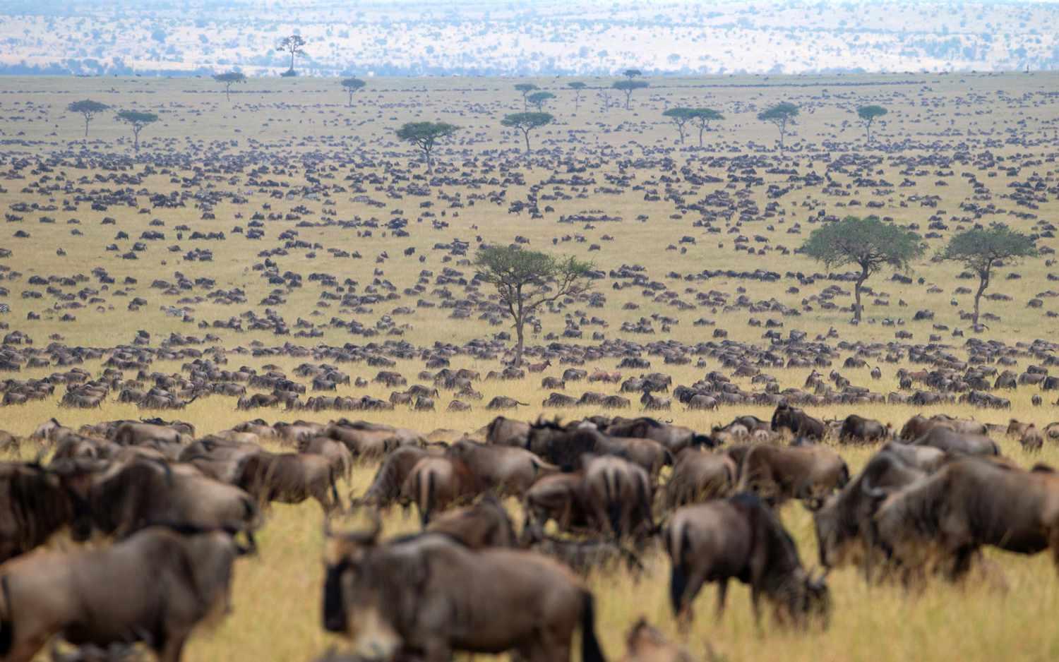3-Day Masai Mara Wildebeest Migration Safari from Nairobi