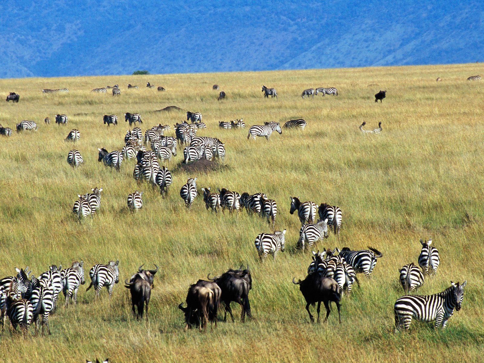 3-Day Masai Mara Wildebeest Migration Safari from Nairobi