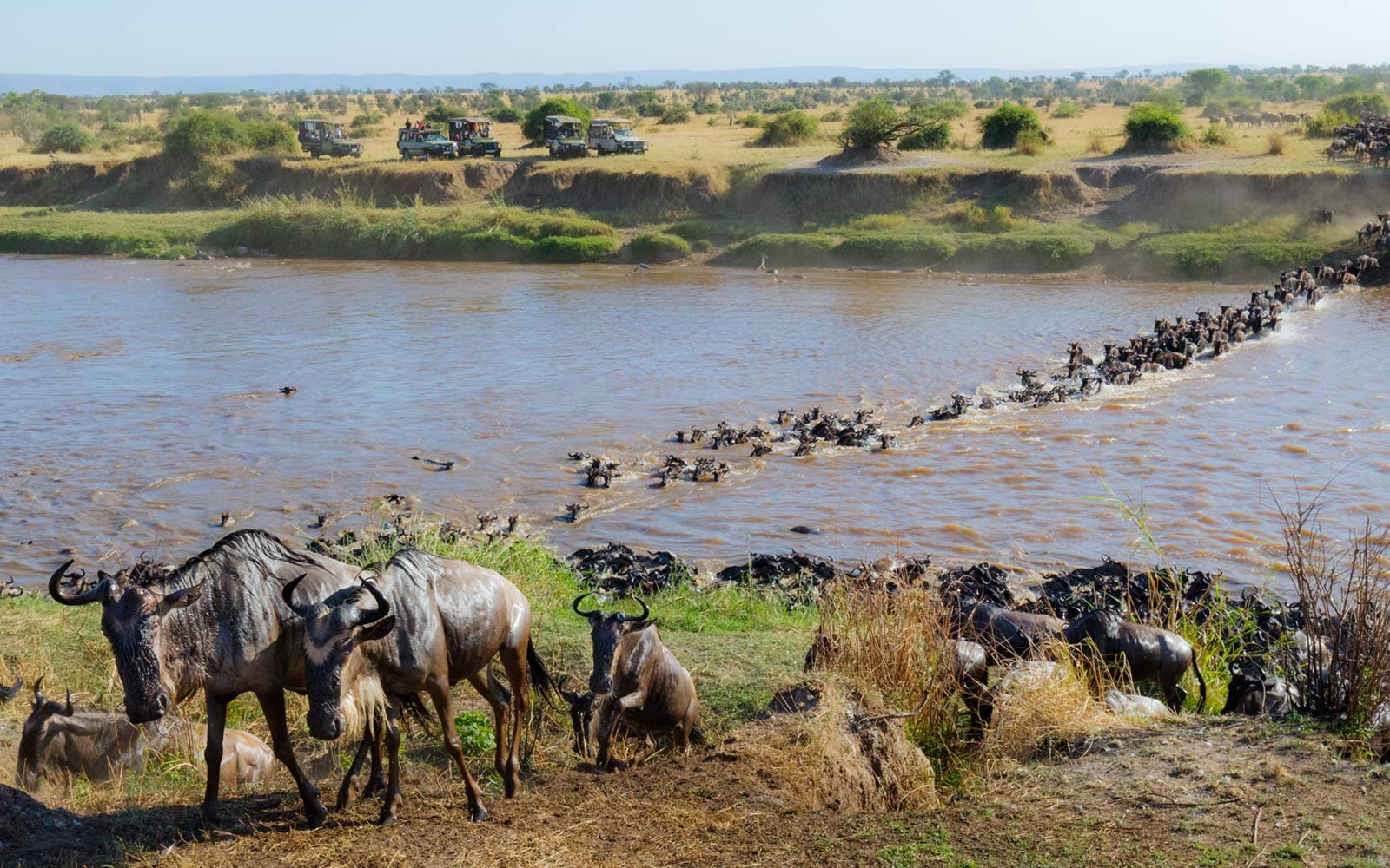 3-Day Masai Mara Wildebeest Migration Safari from Nairobi