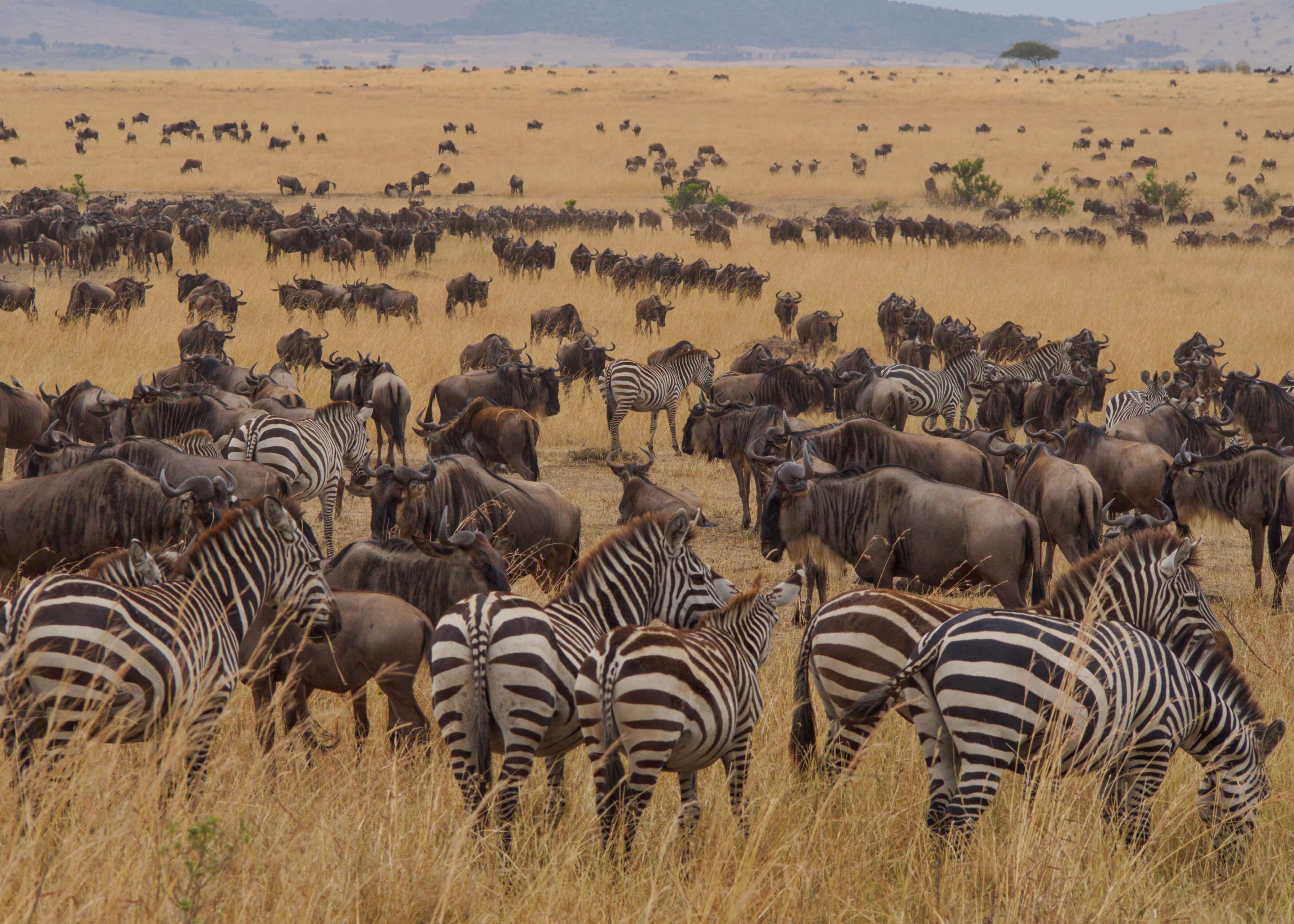 3-Day Masai Mara Wildebeest Migration Safari from Nairobi
