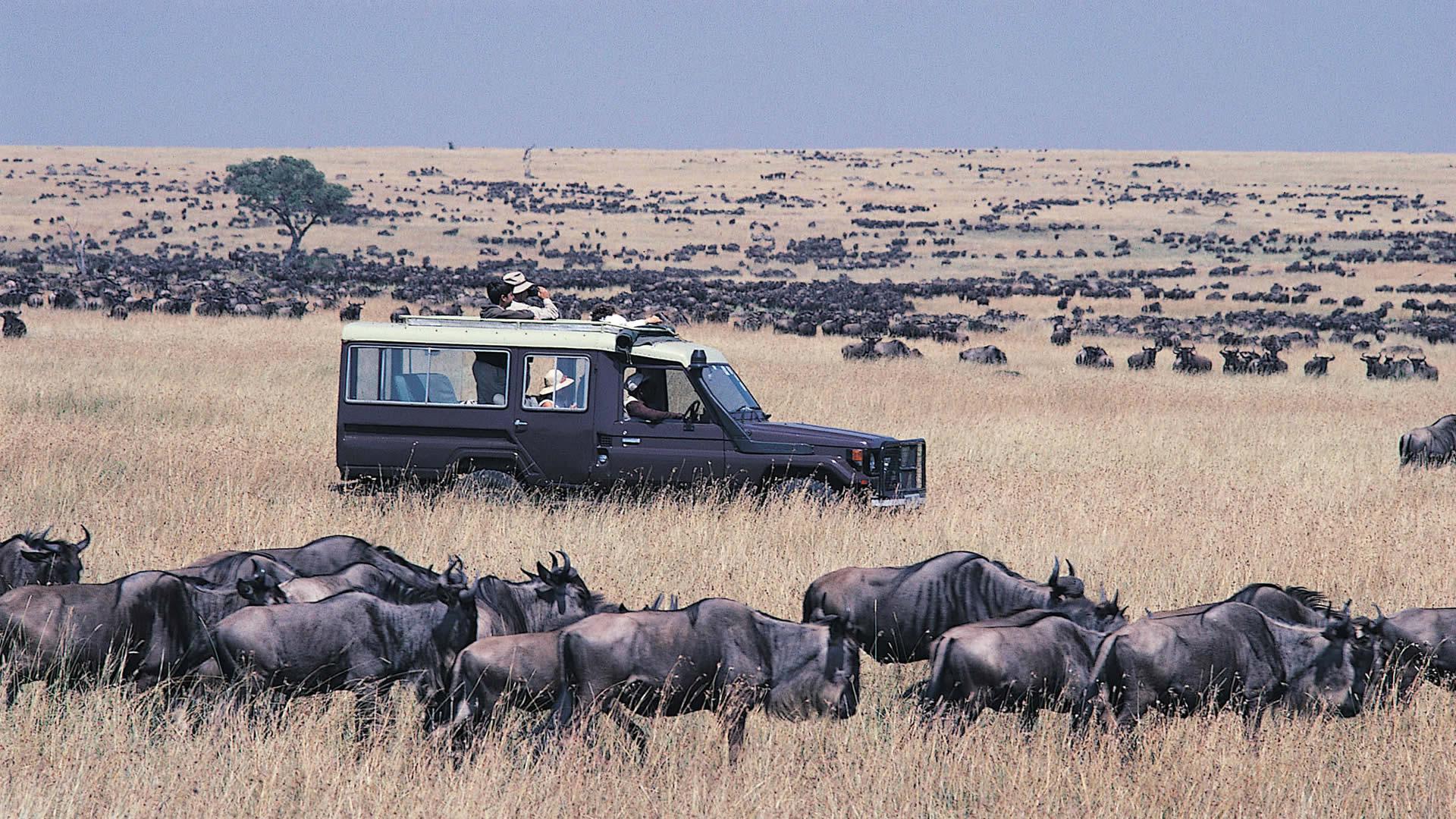 3-Day Masai Mara Wildebeest Migration Safari from Nairobi