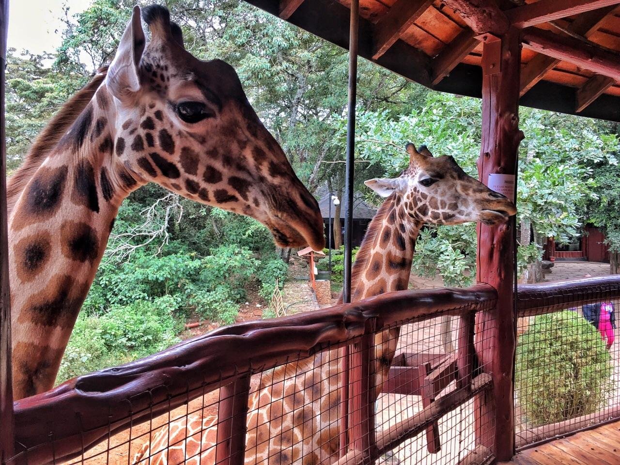 Nairobi Wildlife & History Day Tour