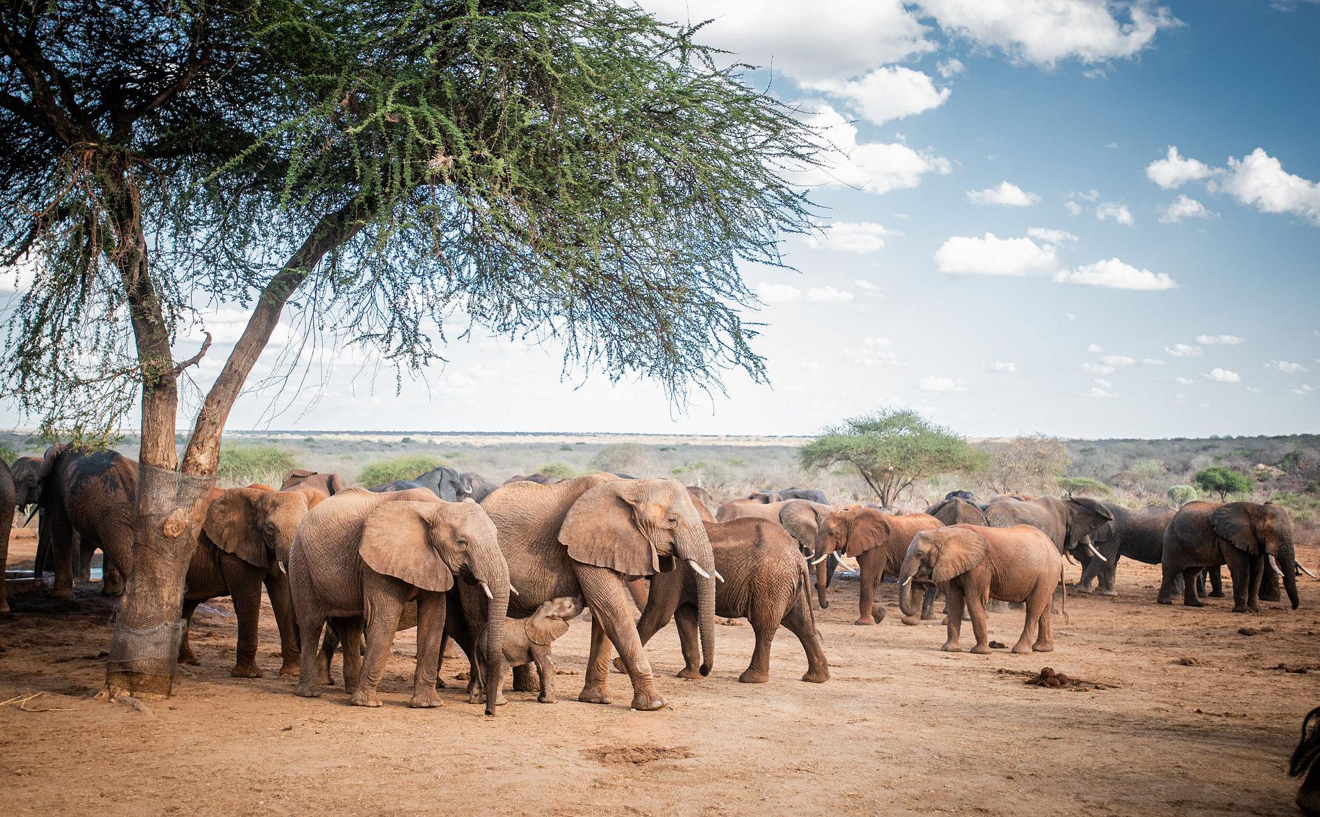 Nairobi Wildlife & History Day Tour