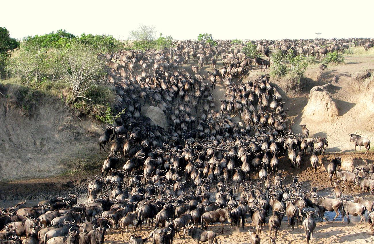 3-Day Maasai Mara Safari by 4WD Landcruiser from Nairobi