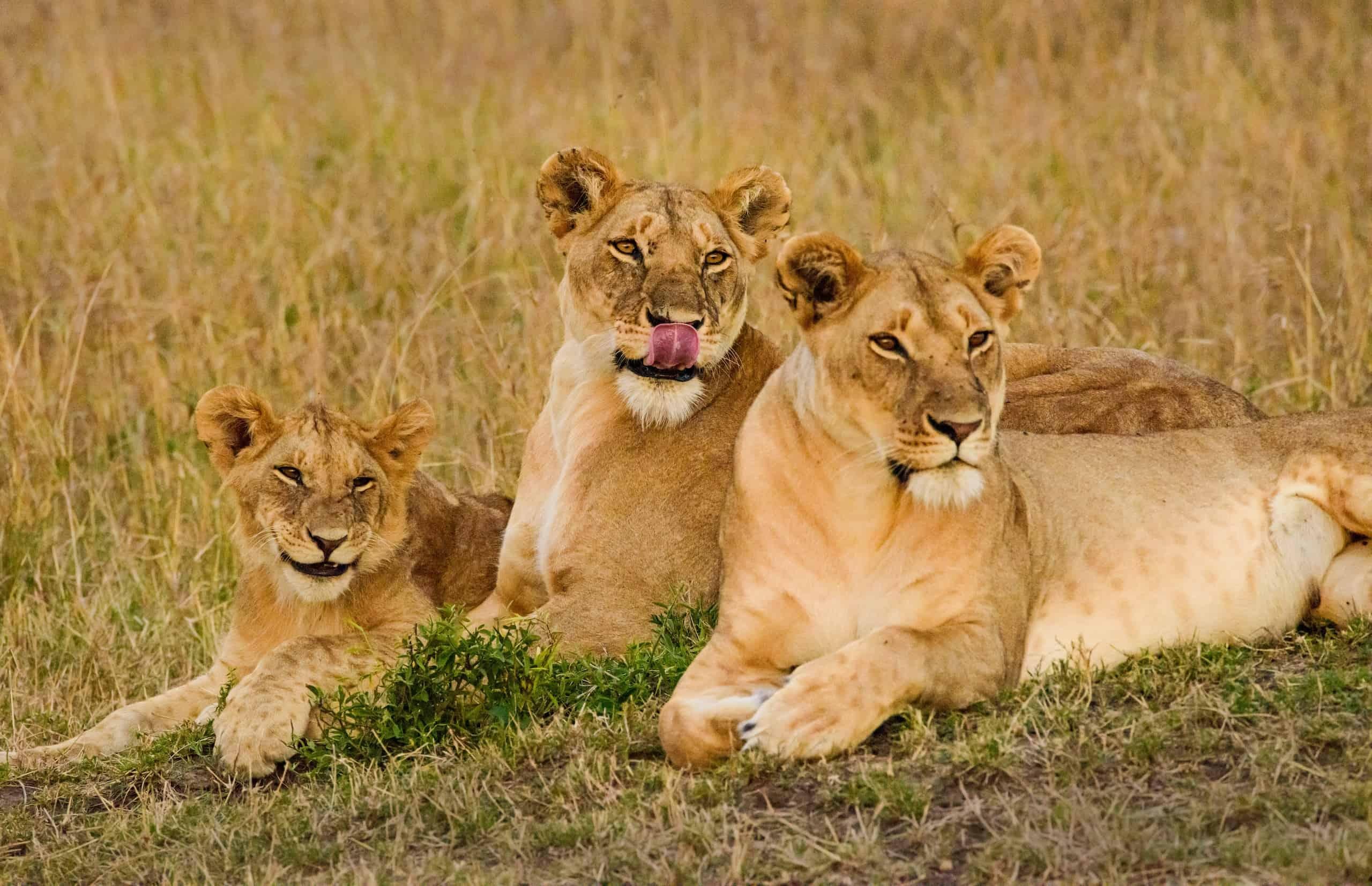 3-Day Maasai Mara Safari by 4WD Landcruiser from Nairobi