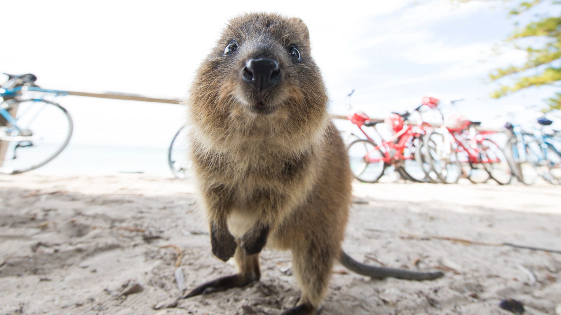 Rottnest Island Round-Trip Ferry from Fremantle