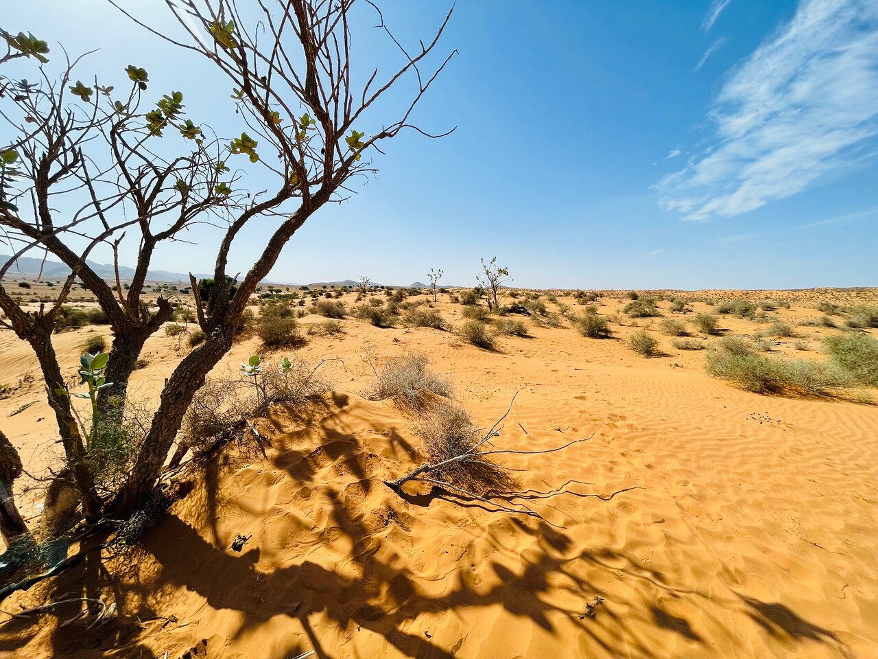 Agadir 4x4 Off-Road Desert Expedition & Camel Ride