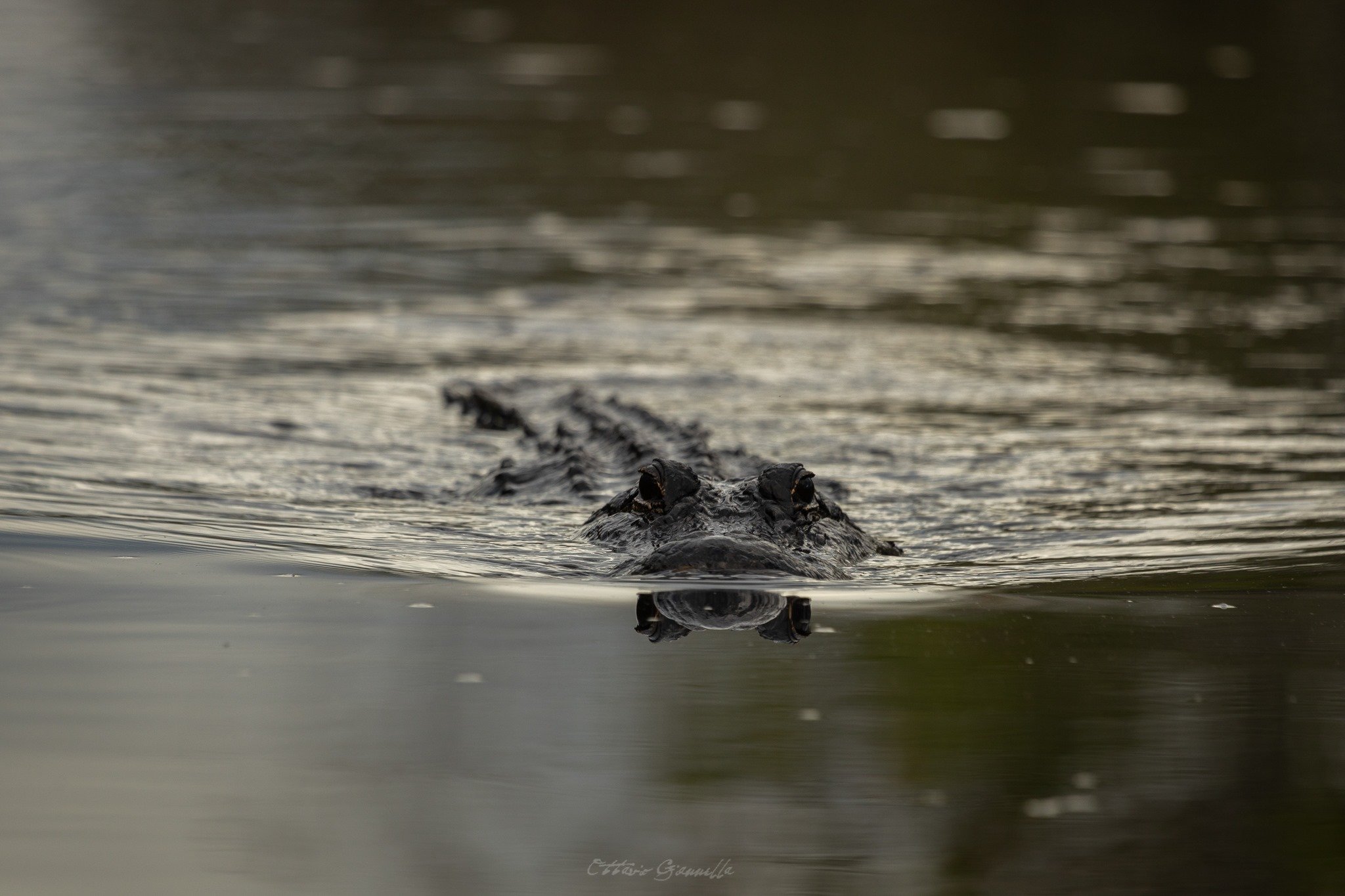 Private Sunset Everglades Airboat Expedition
