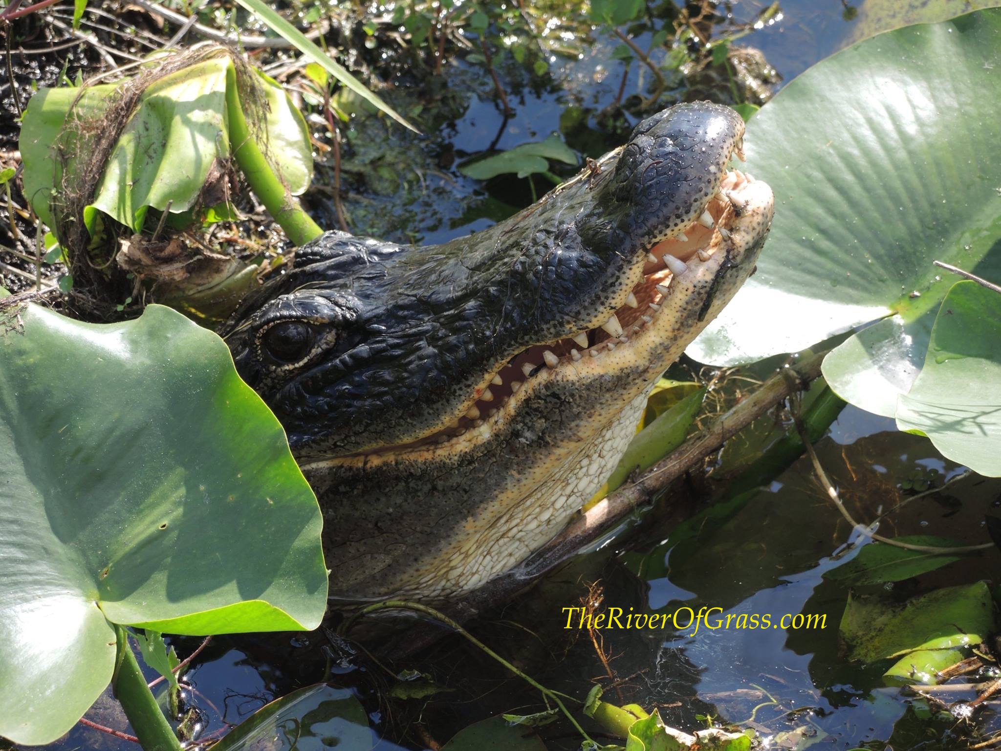 Private Sunset Everglades Airboat Expedition