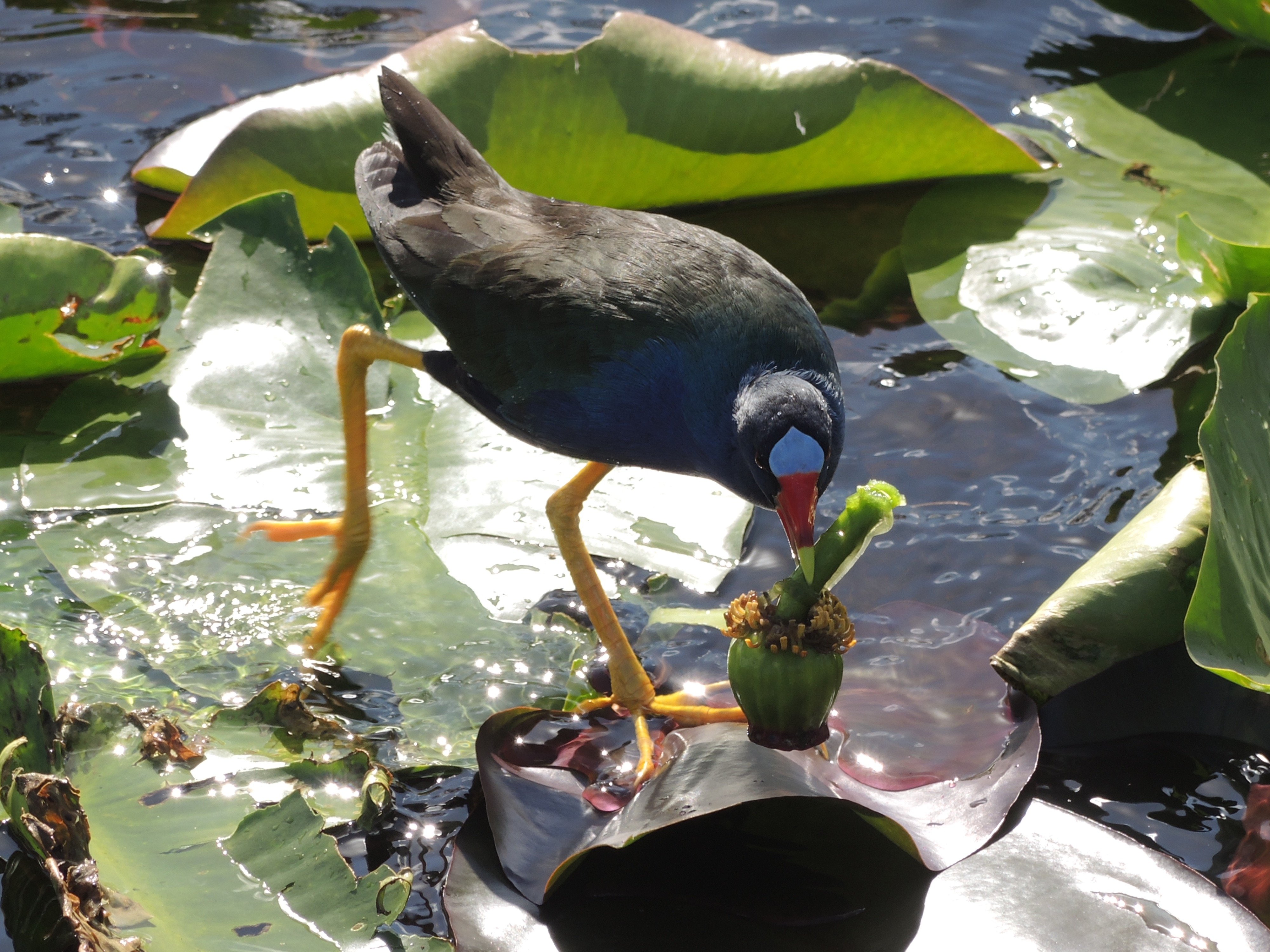 Private Sunset Everglades Airboat Expedition