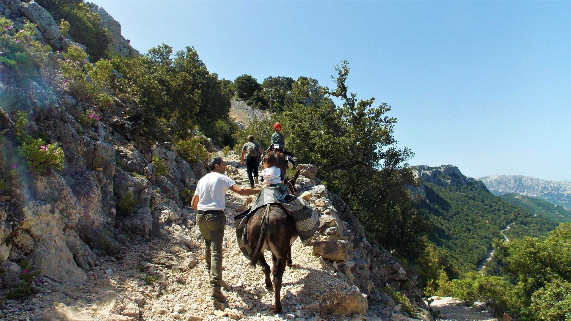 Donkey walk in Suttaterra forest from Dorgali - the Gulf of Orosei, Sardinia