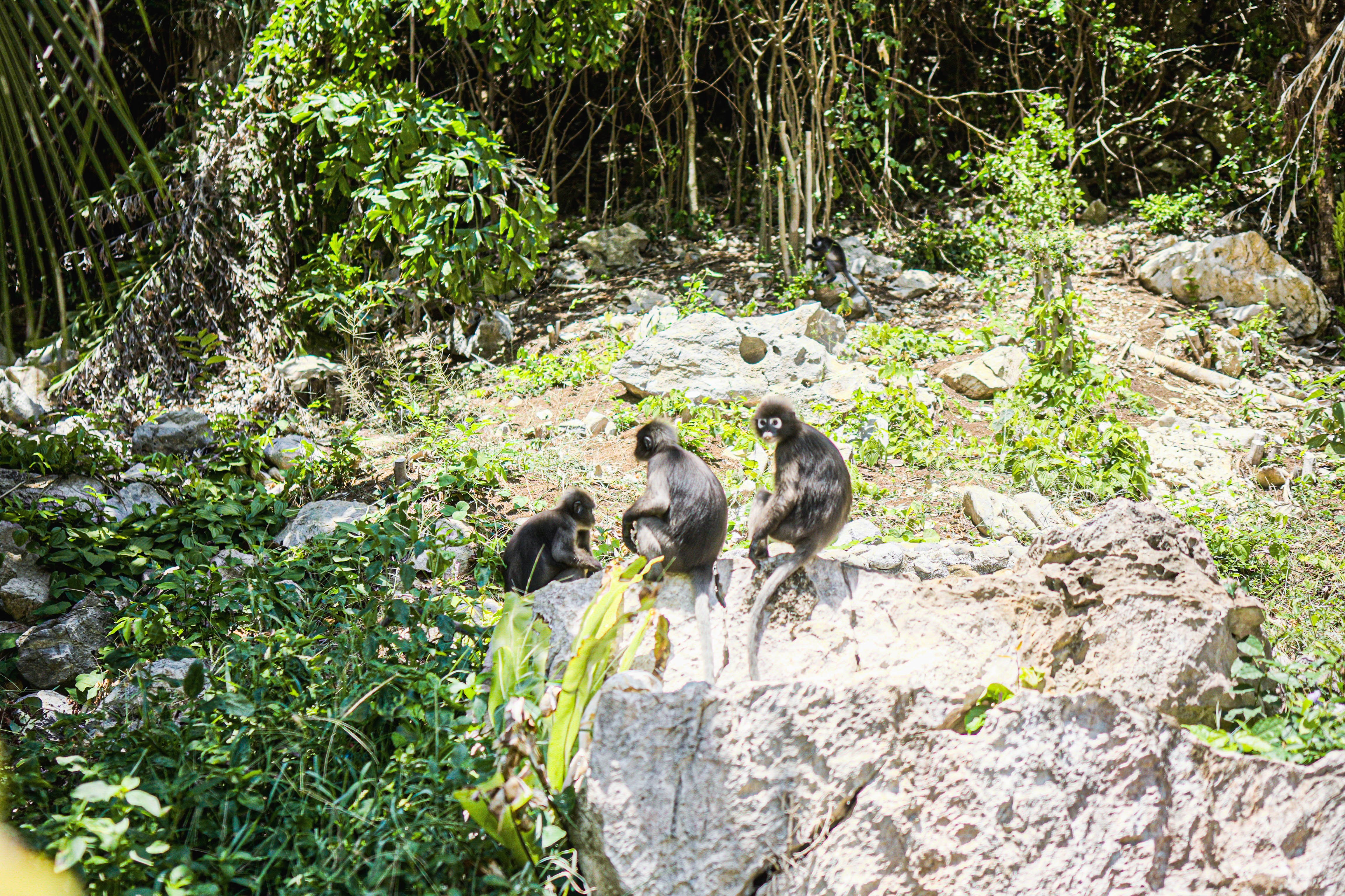Mu Ko Ang Thong National Park Cruise & Optional Kayaking