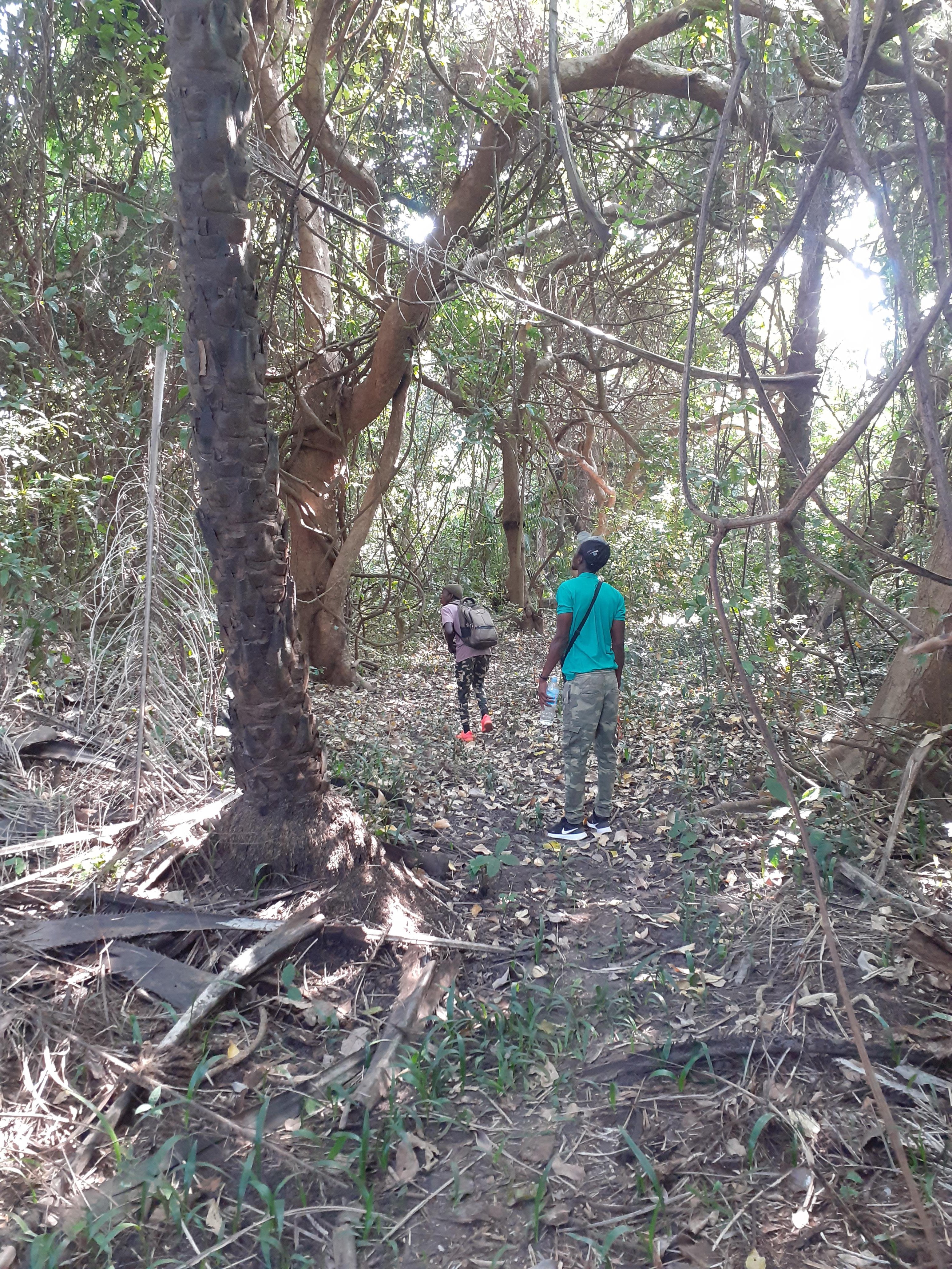 Morning Birdwatching Safari in Farasutu Forest