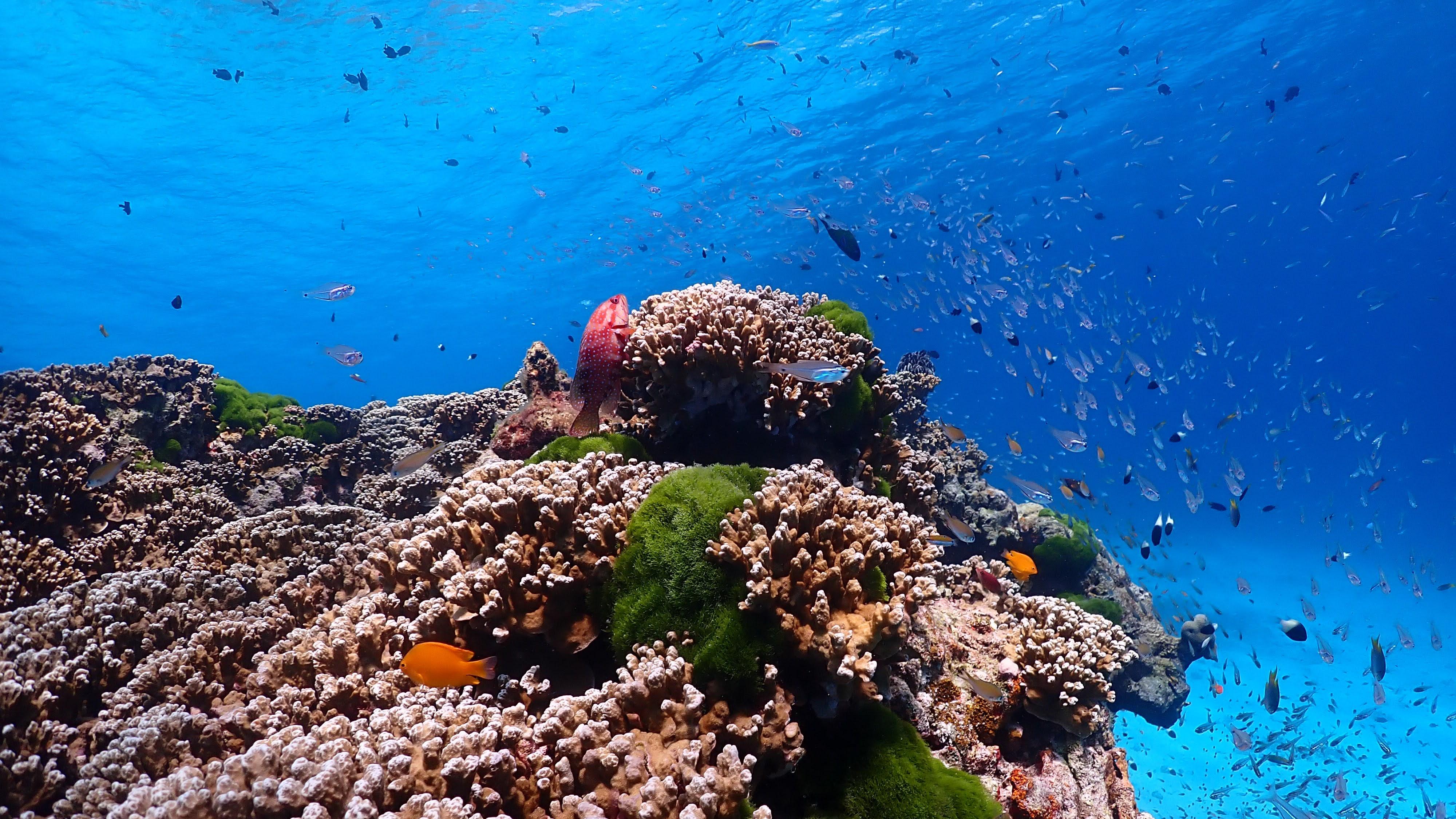Similan Islands Catamaran Day Trip aboard the Emily Princess
