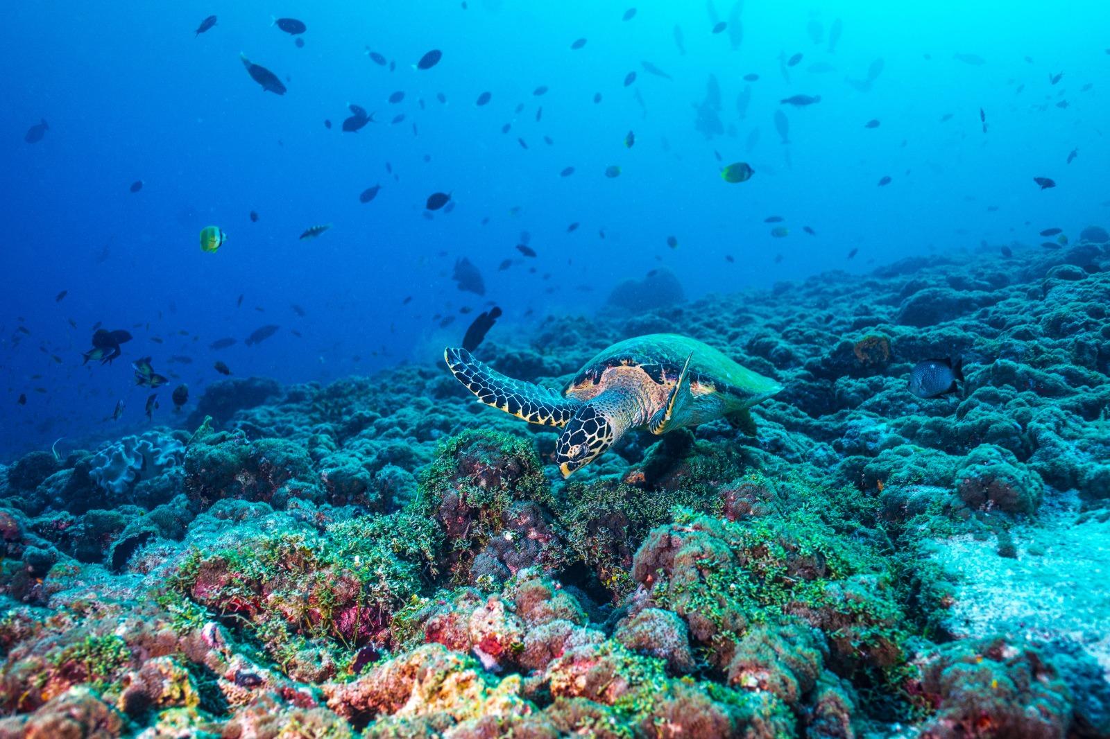 Bimini Island Express: Roundtrip Ferry & Miami Transfers
