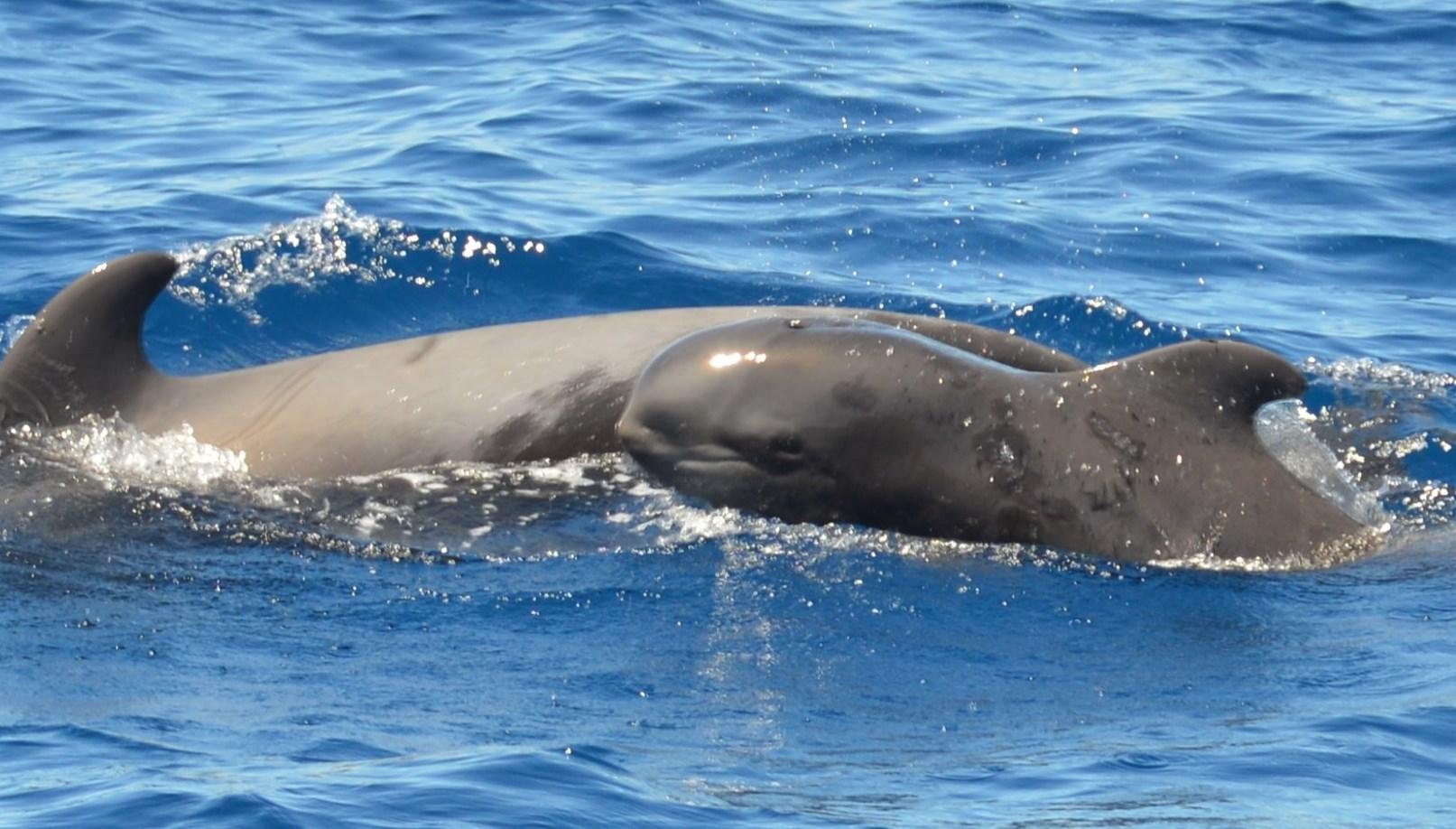 Tenerife Eco-Friendly Whale & Dolphin Catamaran Safari