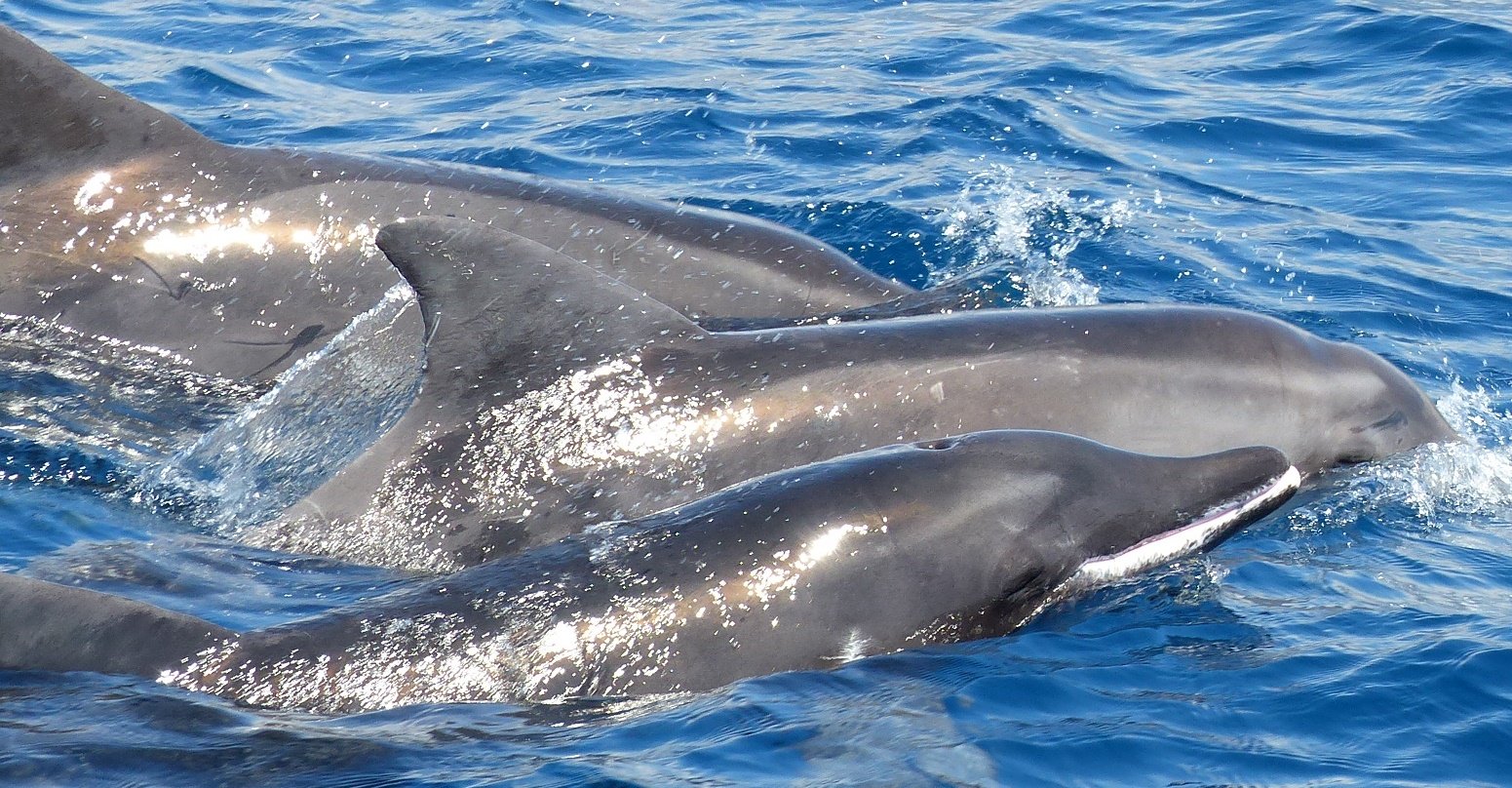Tenerife Eco-Friendly Whale & Dolphin Catamaran Safari