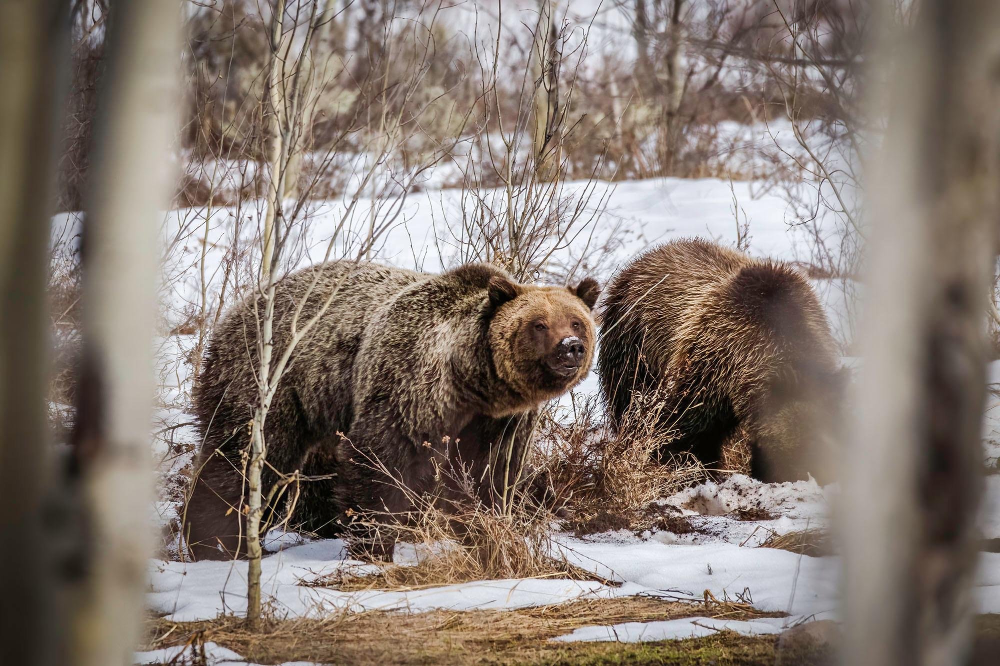 Grand Teton Sunset Wildlife & Sightseeing Tour