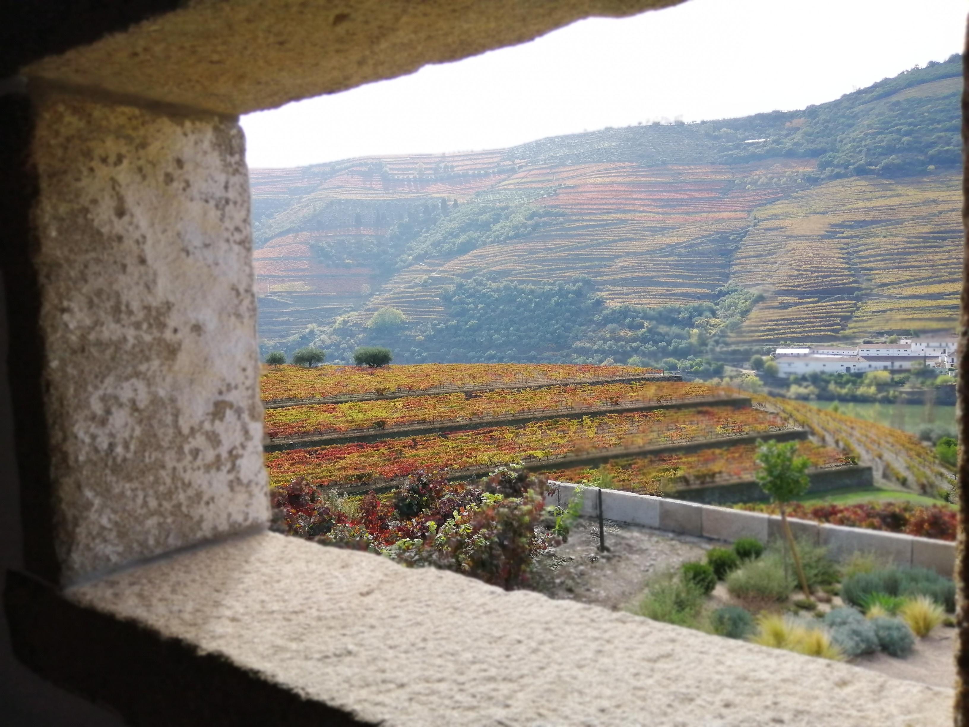 Douro Valley Full-Day Tour: Boat Ride, Twin Winery Tastings & Lunch