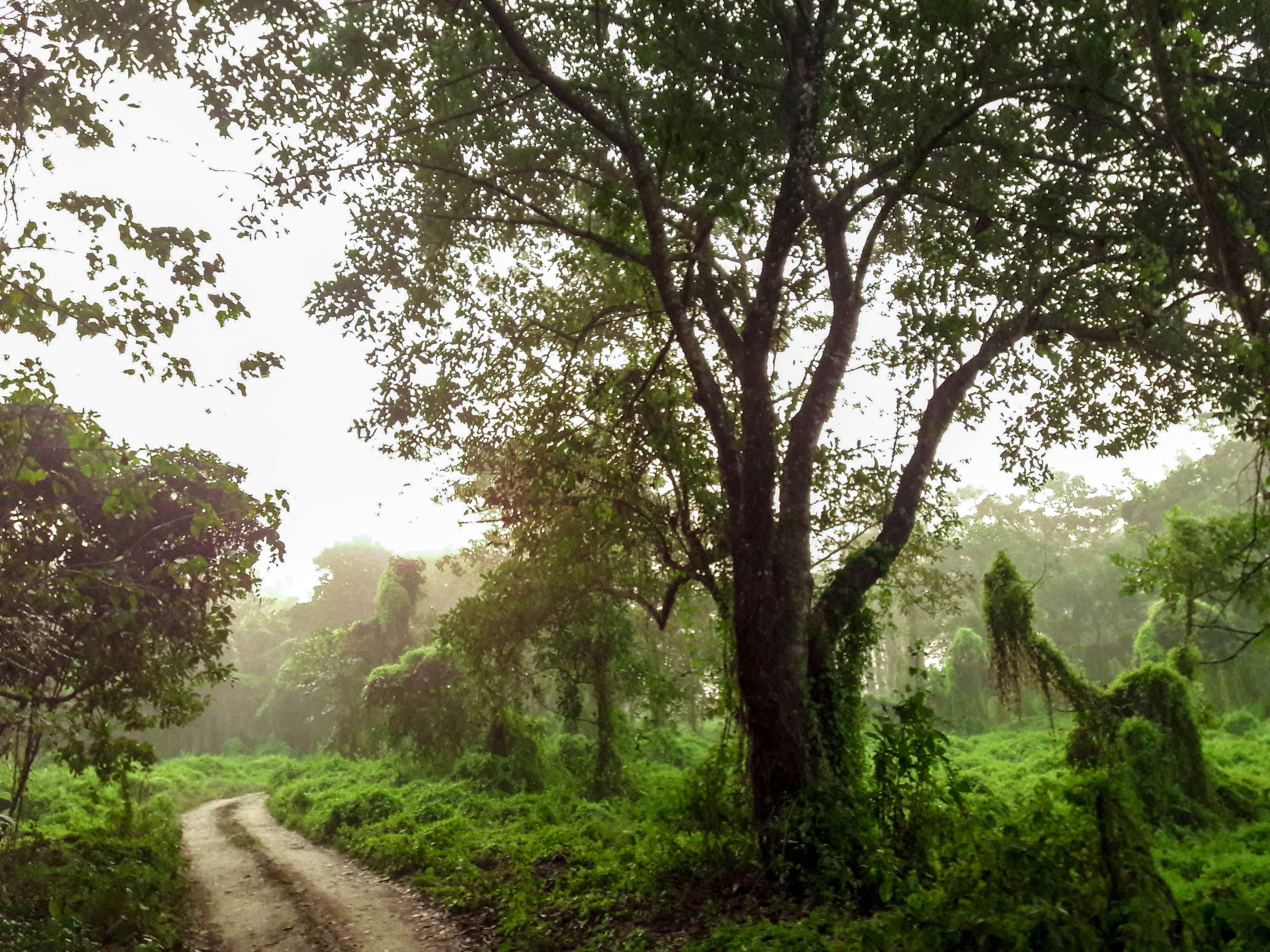 3-Day Private Chitwan National Park Safari from Kathmandu or Pokhara