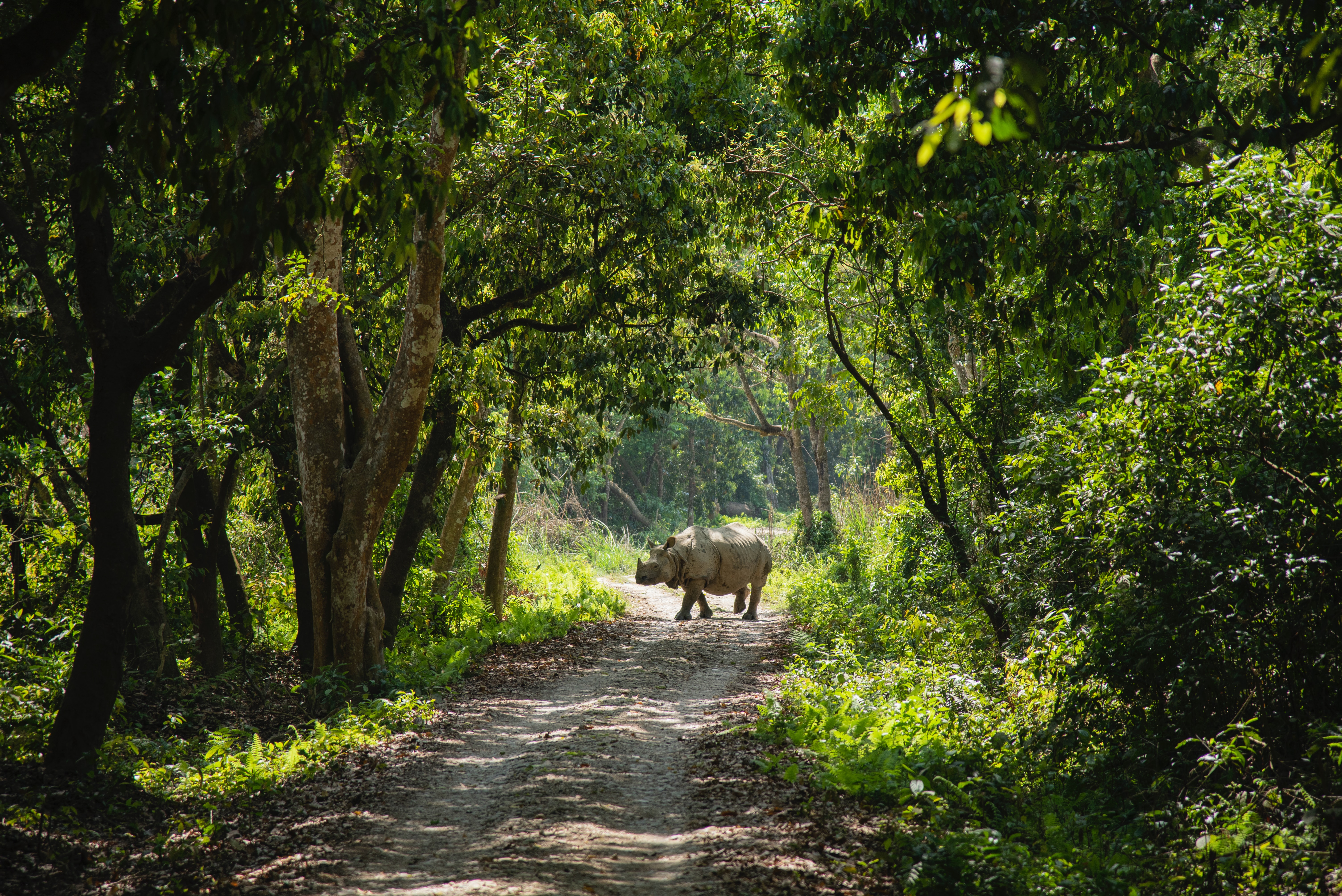 3-Day Private Chitwan National Park Safari from Kathmandu or Pokhara