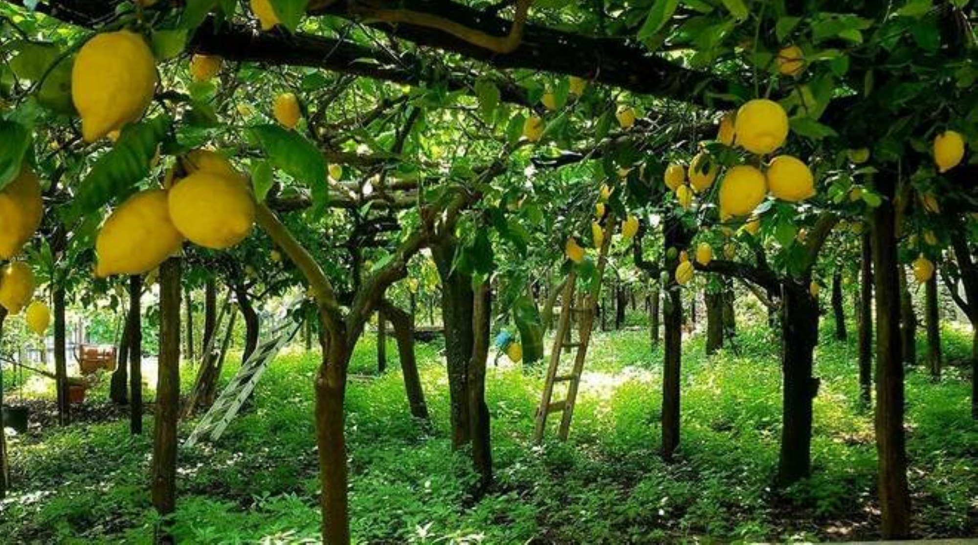limoncello tour in Sorrento — photo 9