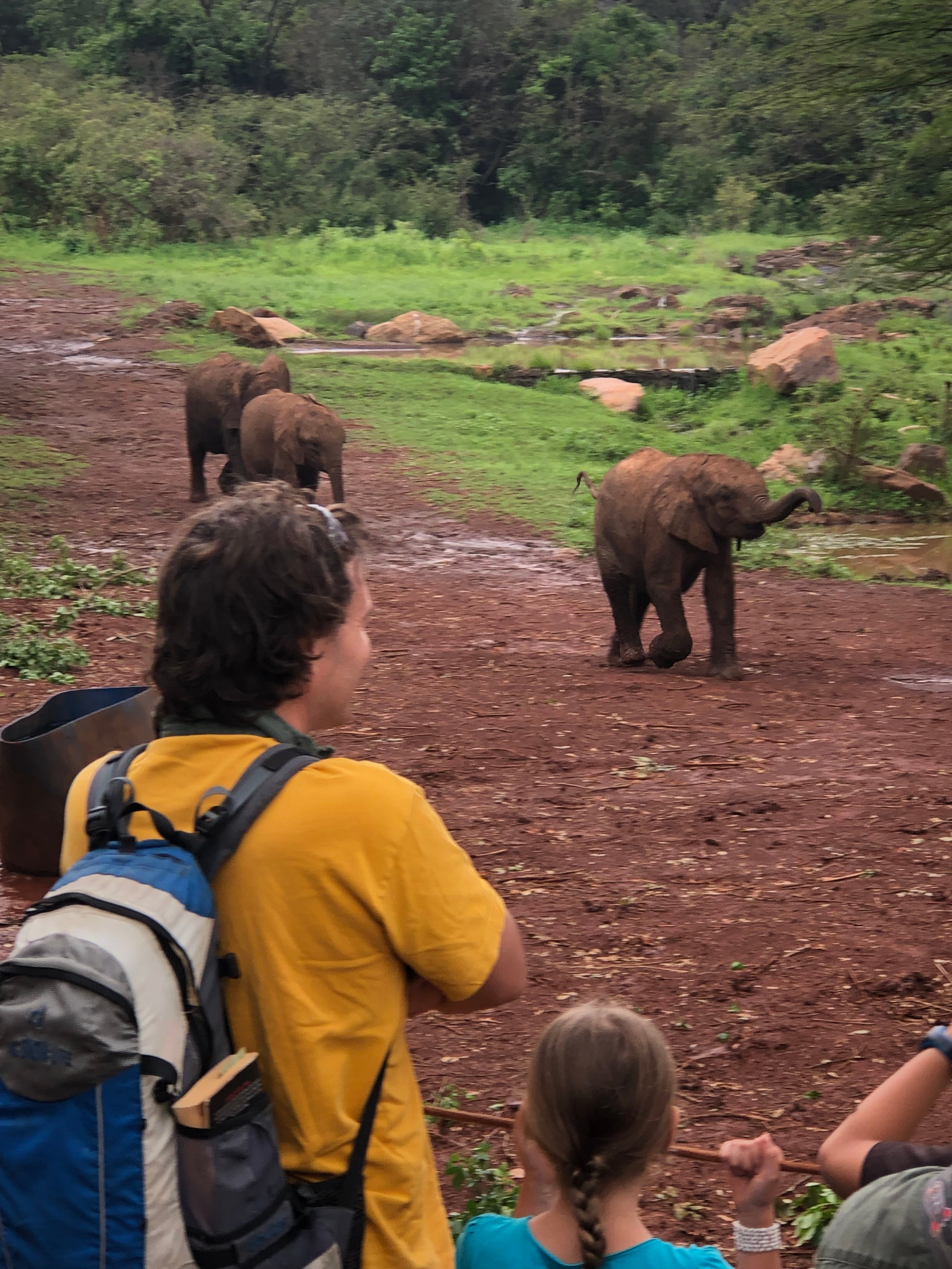 Nairobi Elephant & Giraffe Sanctuary Half-Day Excursion