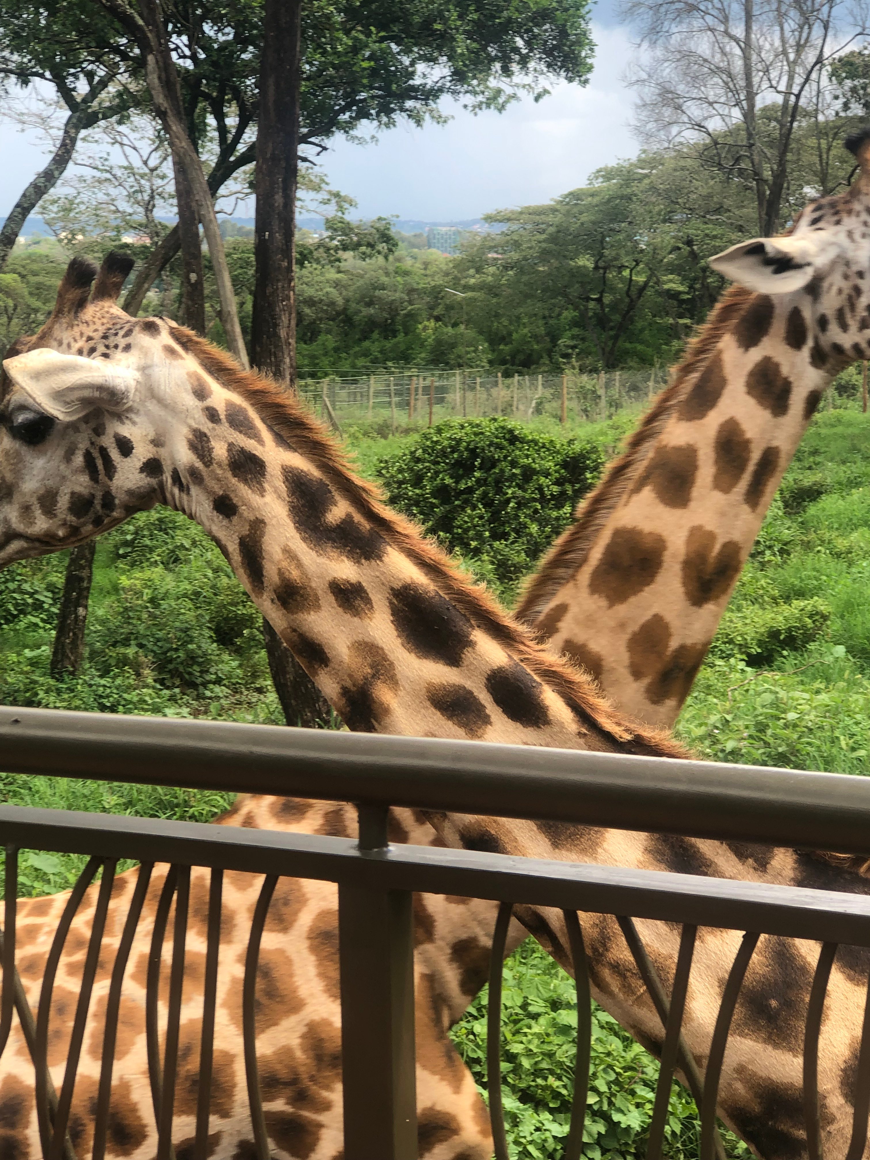 Nairobi Elephant & Giraffe Sanctuary Half-Day Excursion