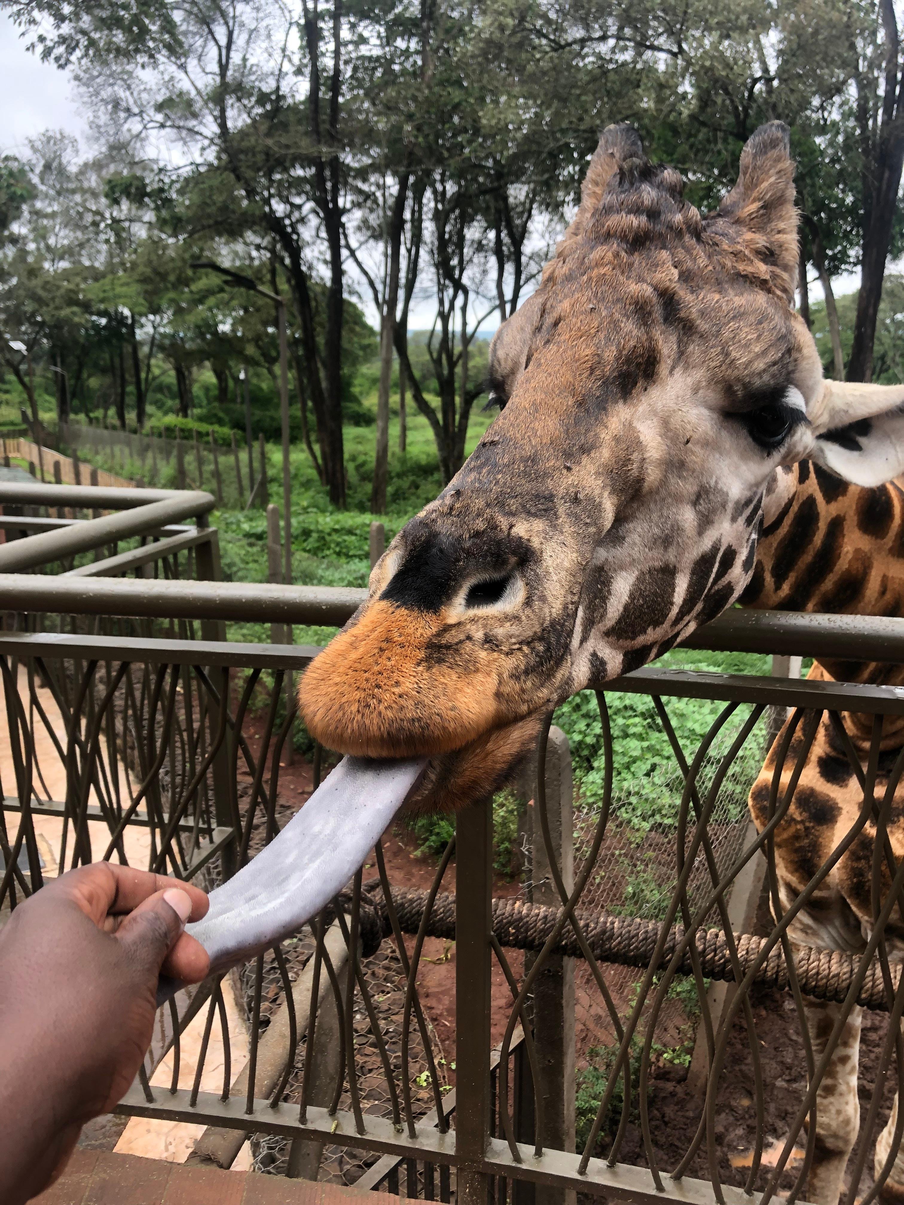 Nairobi Elephant & Giraffe Sanctuary Half-Day Excursion