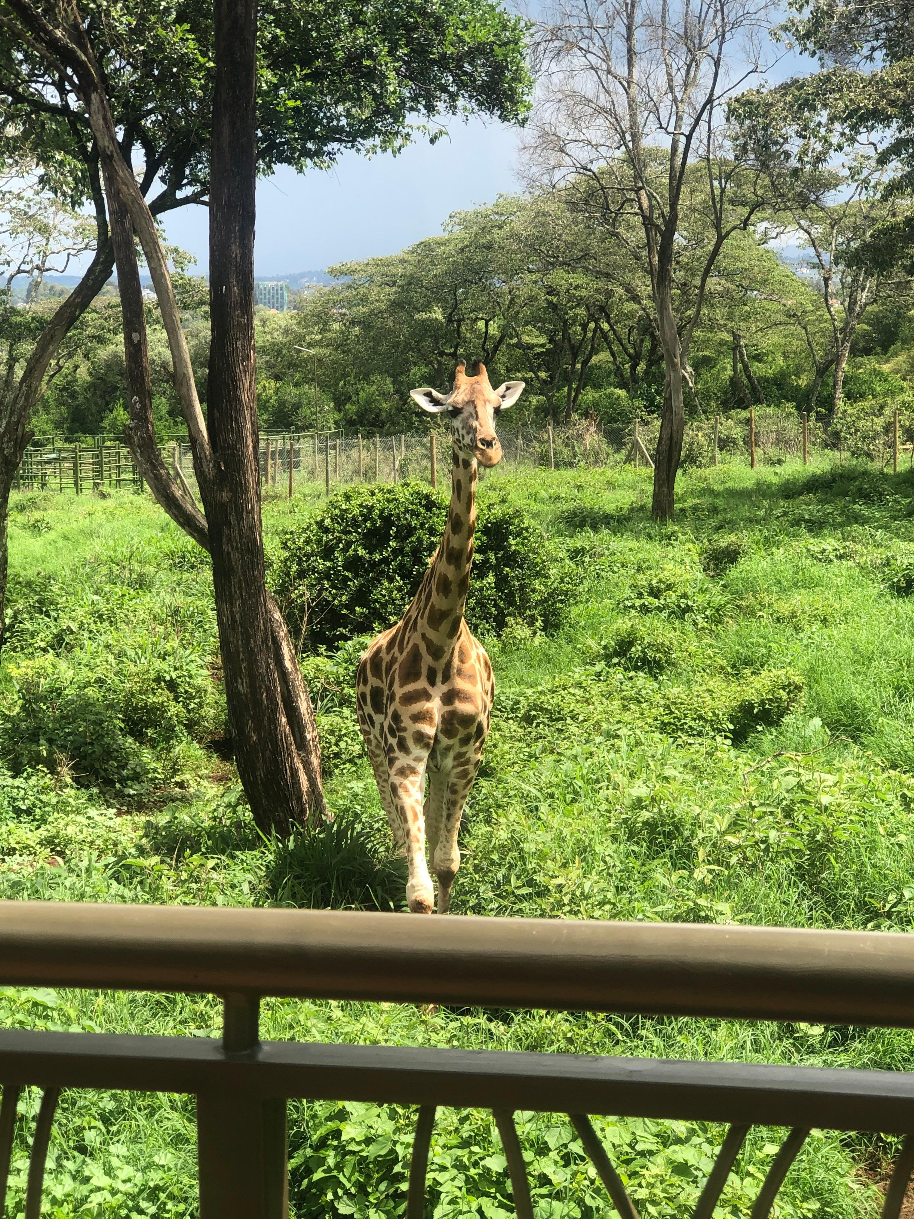 Nairobi Elephant & Giraffe Sanctuary Half-Day Excursion