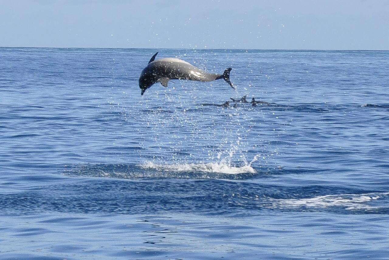 Tamarin Speedboat Tour: Wild Dolphins, Crystal Rock & Ile aux Bénitiers BBQ
