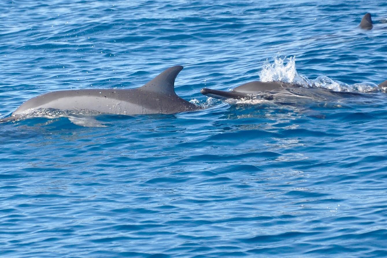 Dolphin Swimming & Snorkeling Speedboat Adventure