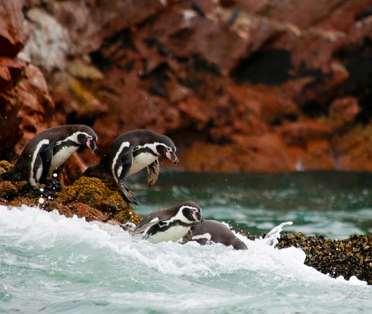 Tour di 2 giorni a Paracas, Isole Ballestas e oasi nel deserto di Huacachina