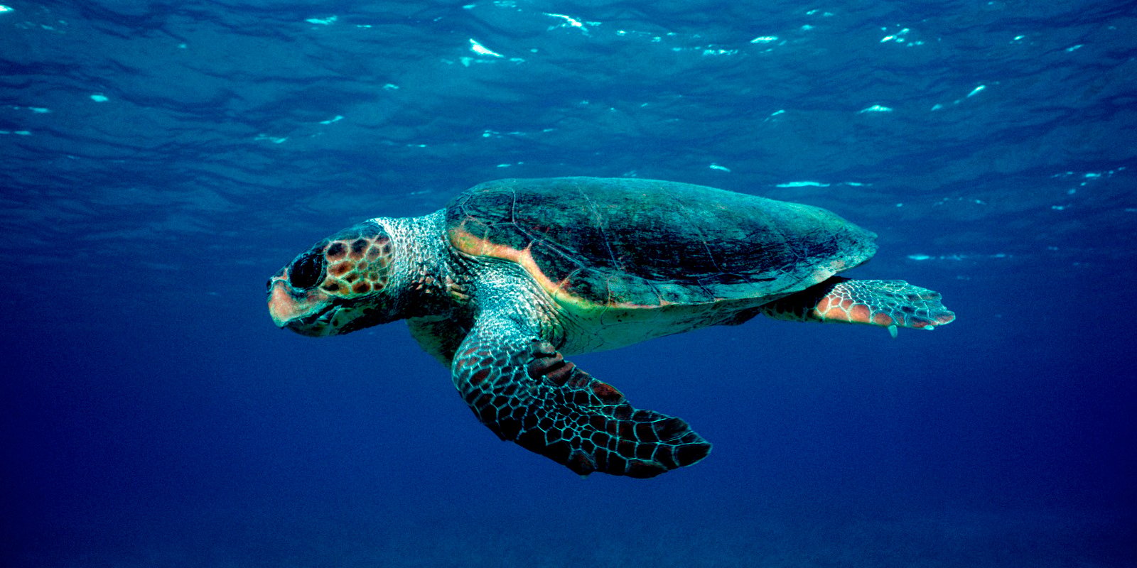 Glass-Bottom Boat Tour to Marathonissi & Keri Caves with Turtle Watching
