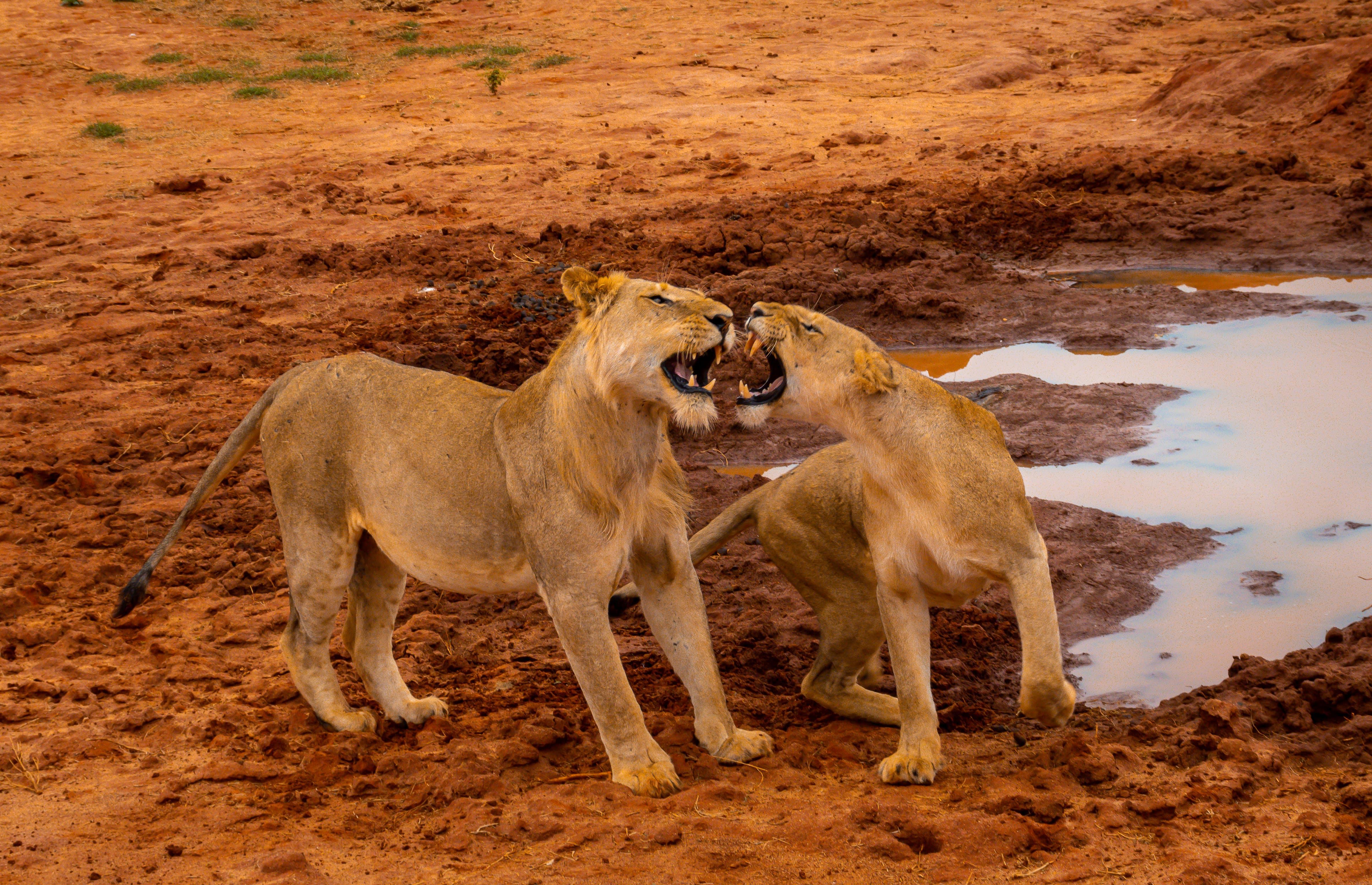 Tsavo East Full-Day Safari from Mombasa