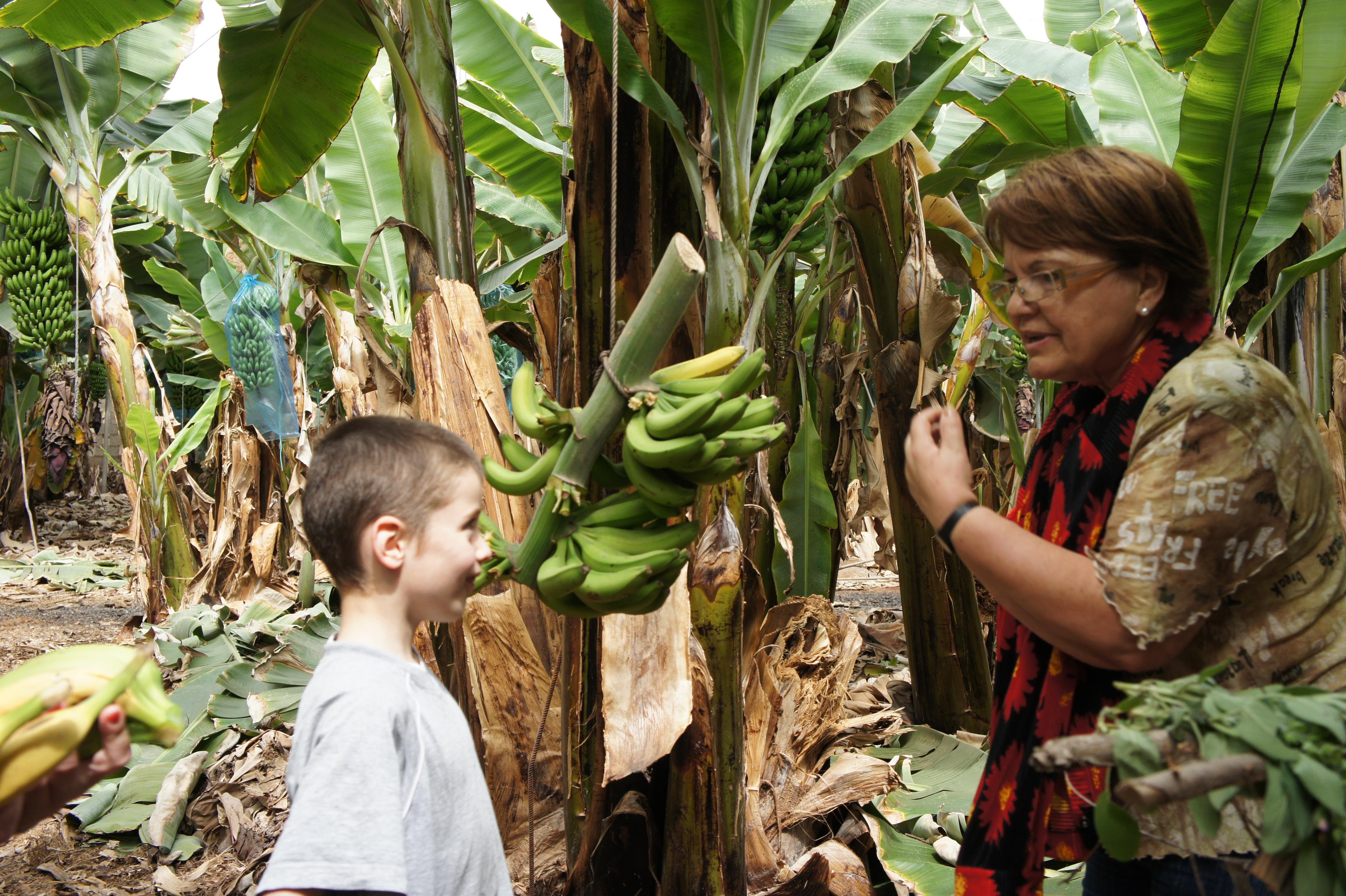 Finca Las Margaritas Banana Farm Tour