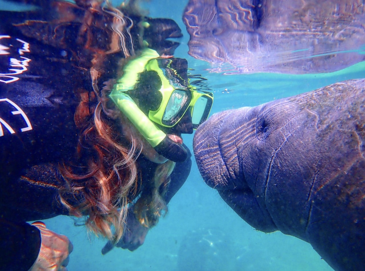 Crystal River Manatee Swim Group Tour