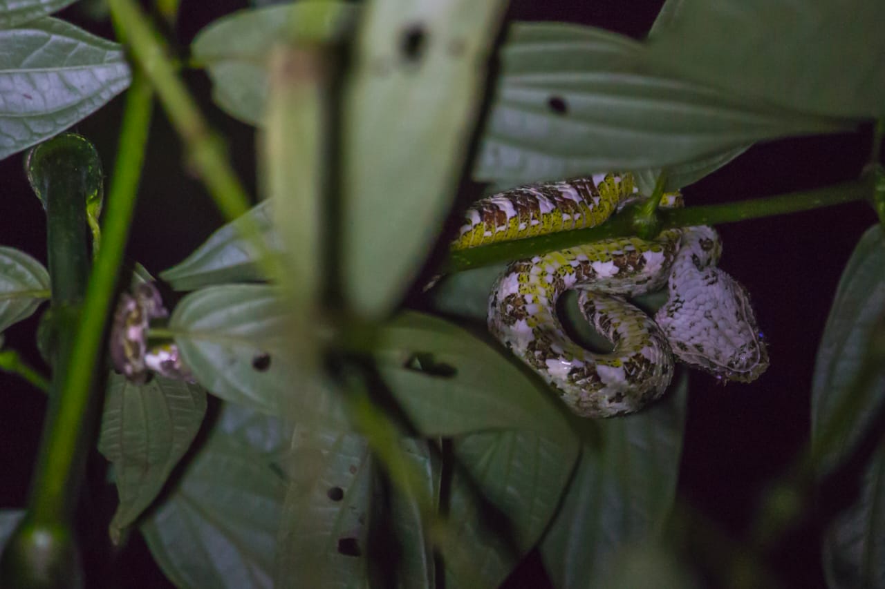 Monteverde Kinkajou Forest Night Walk