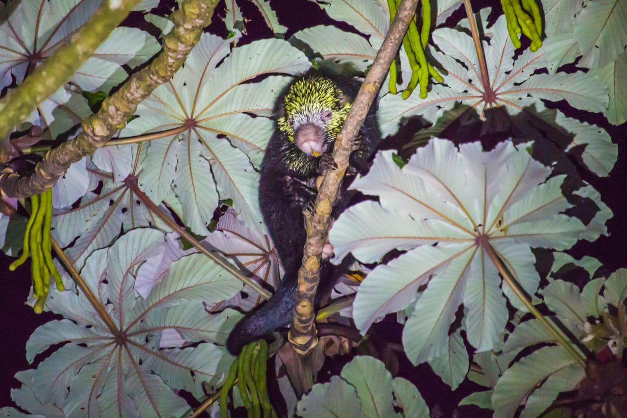 Monteverde Kinkajou Forest Night Walk