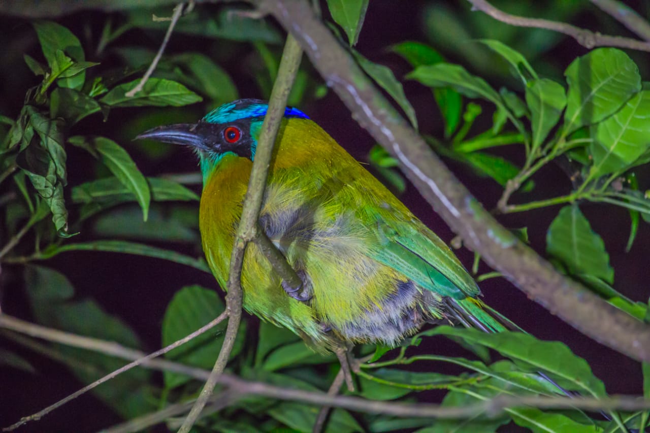 Monteverde Kinkajou Forest Night Walk